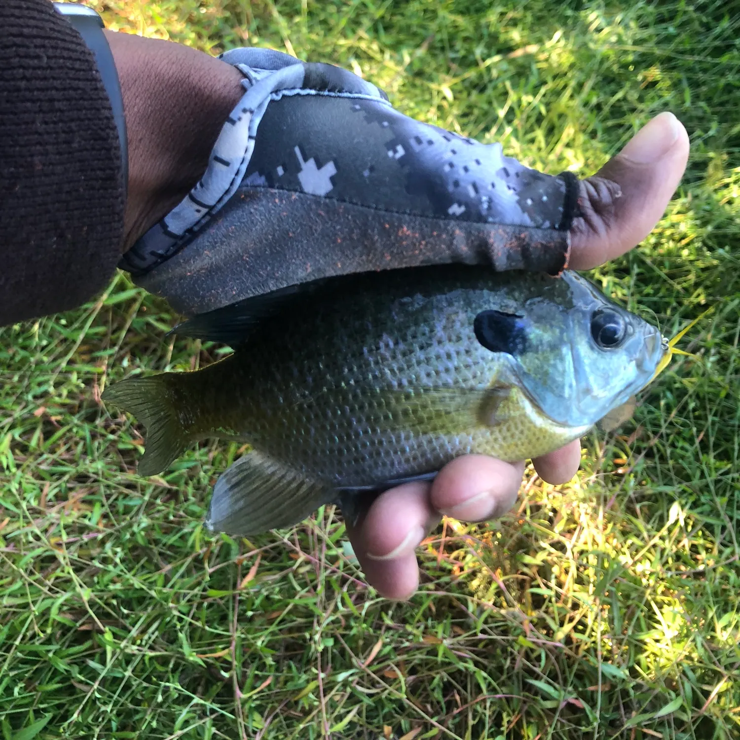 Bluegill caught on Fishbrain