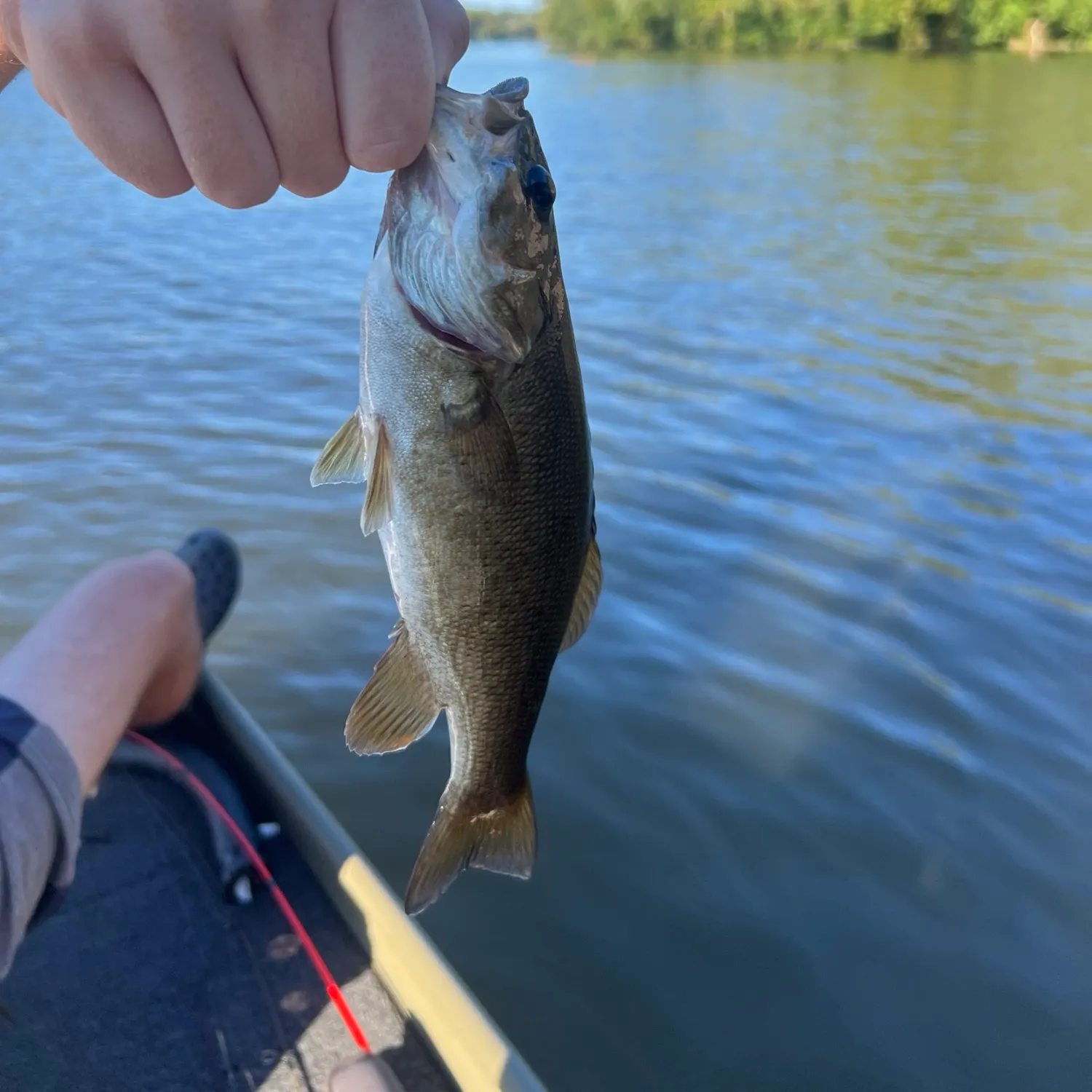 Smallmouth bass caught on Fishbrain
