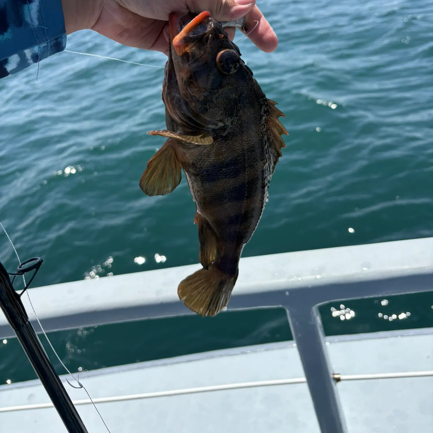 The most recent Treefish catches on Fishbrain