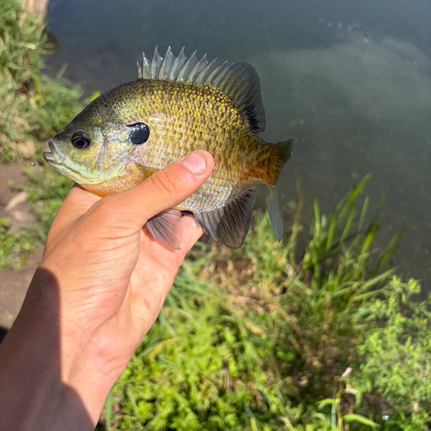 Bluegill caught on Fishbrain
