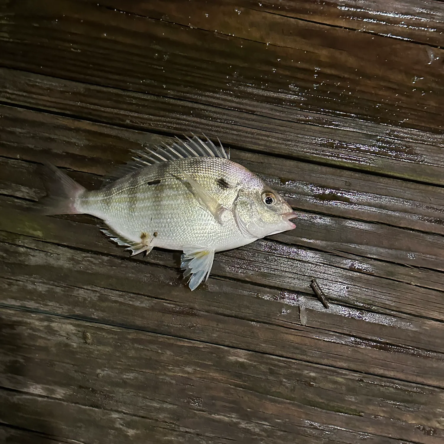 Pinfish caught on Fishbrain