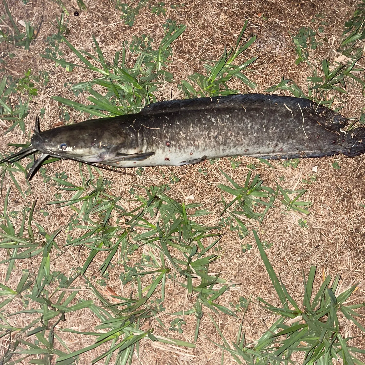 The most recent Walking catfish catches on Fishbrain