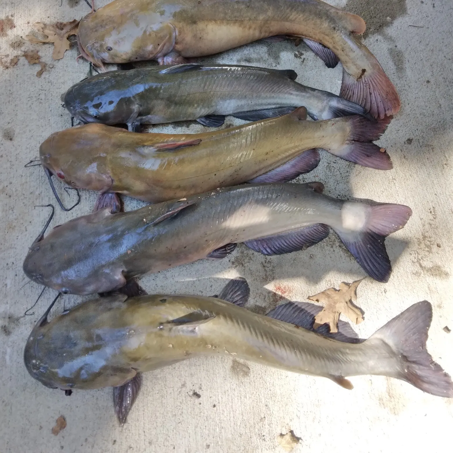 recently logged catches