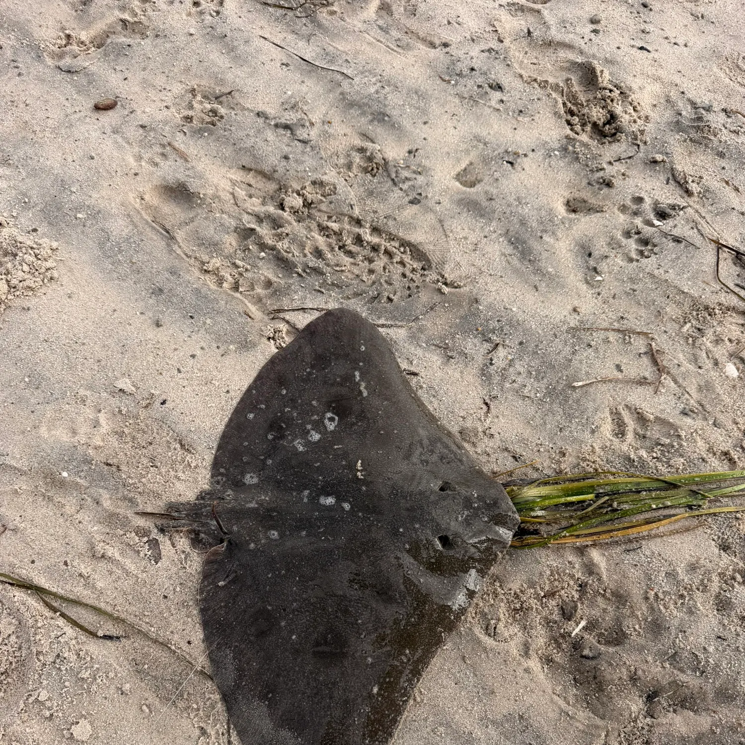 The most recent California butterfly ray catches on Fishbrain