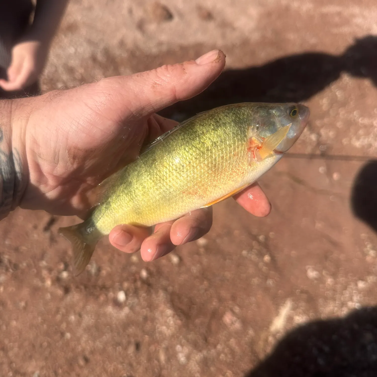 Yellow perch caught on Fishbrain