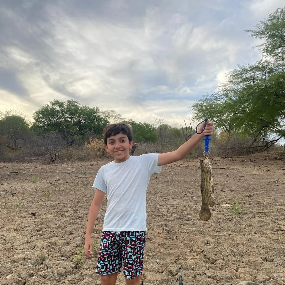 The most recent Trahira catches on Fishbrain