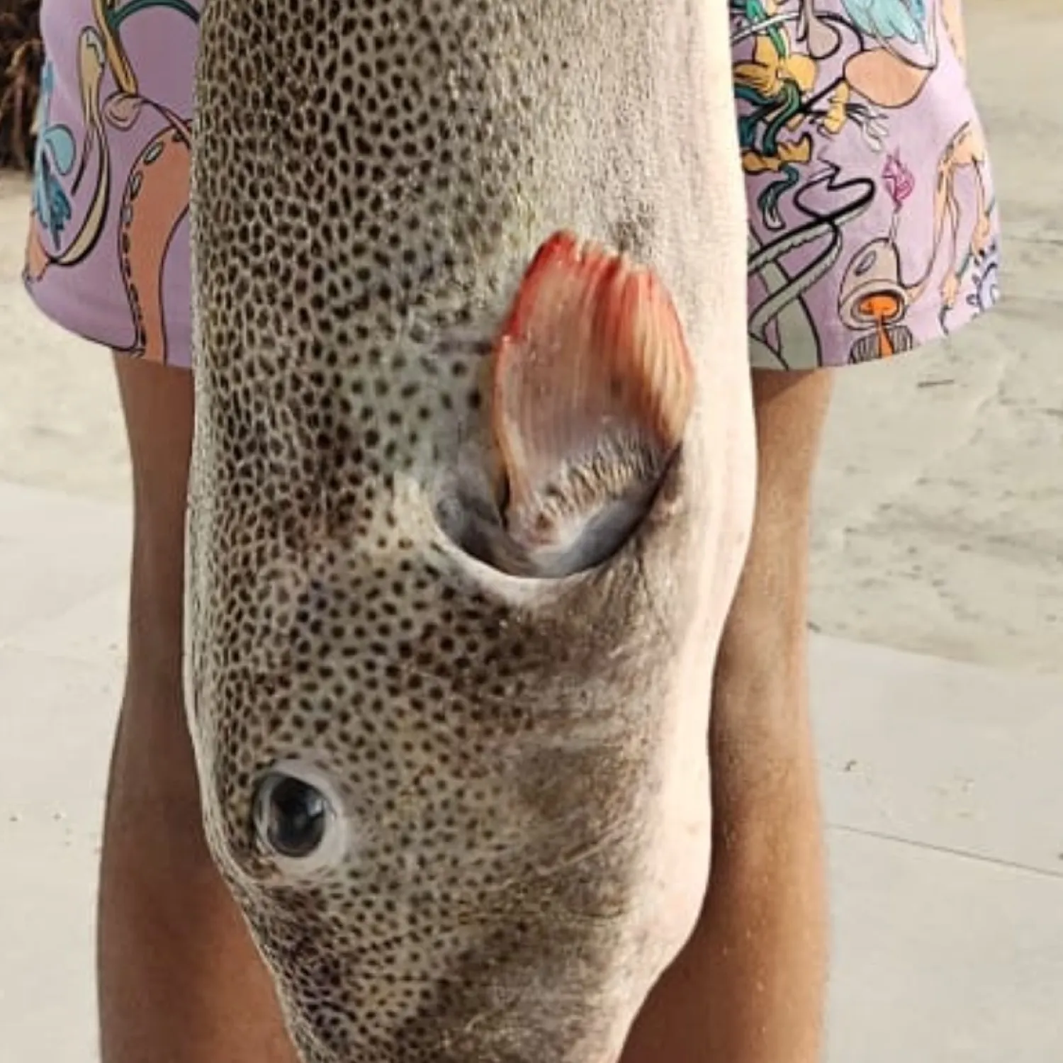 The most recent Map puffer catches on Fishbrain