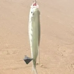 The most recent Largespotted dart catches on Fishbrain