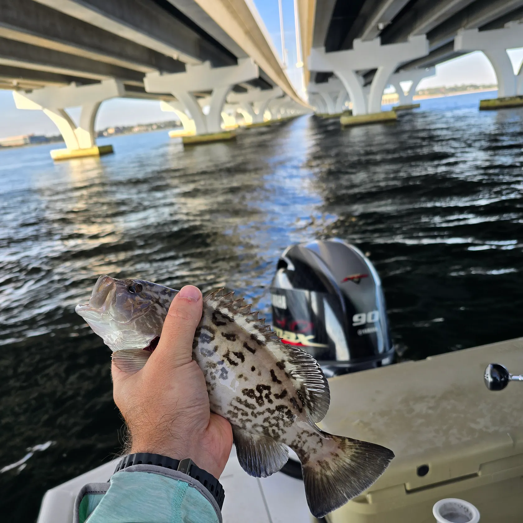 The most recent Gag grouper catches on Fishbrain