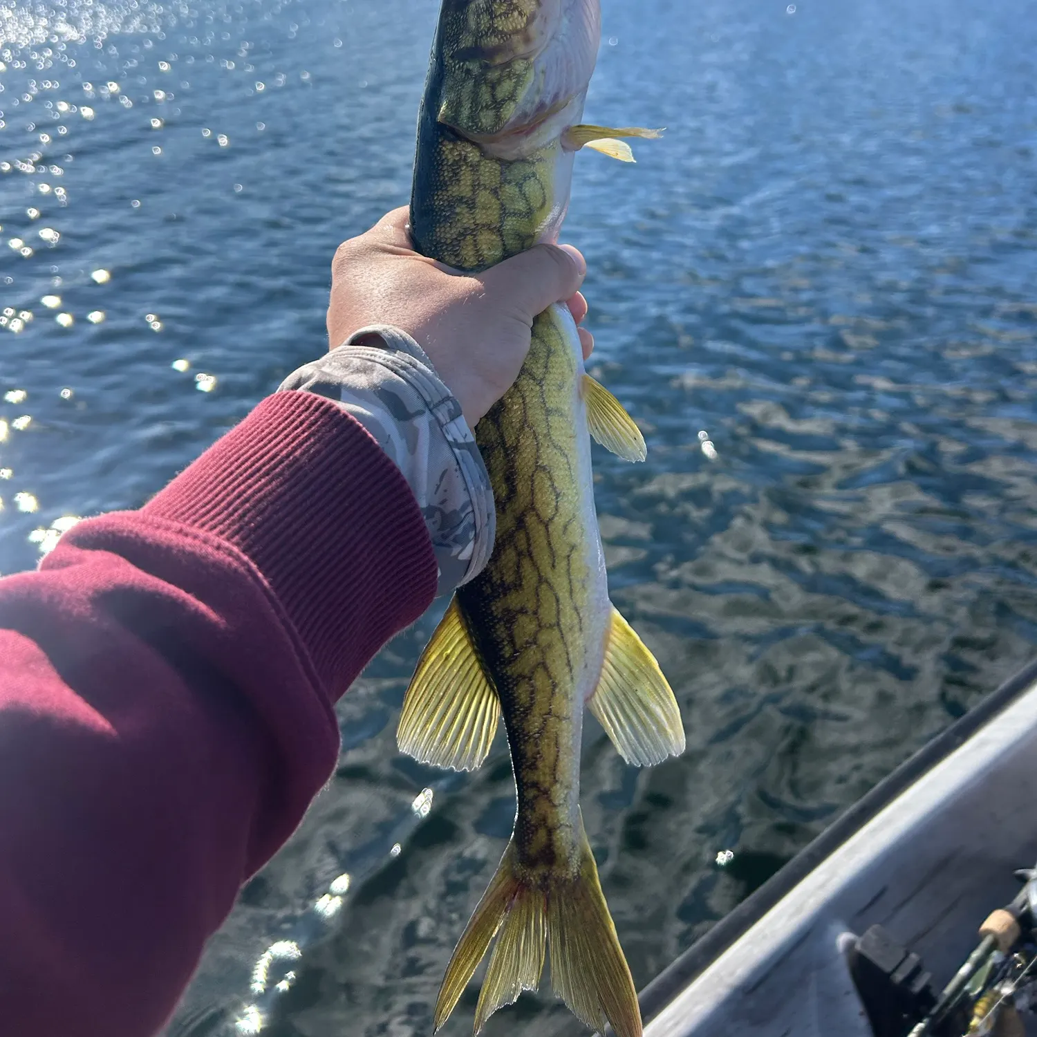 Chain pickerel caught on Fishbrain