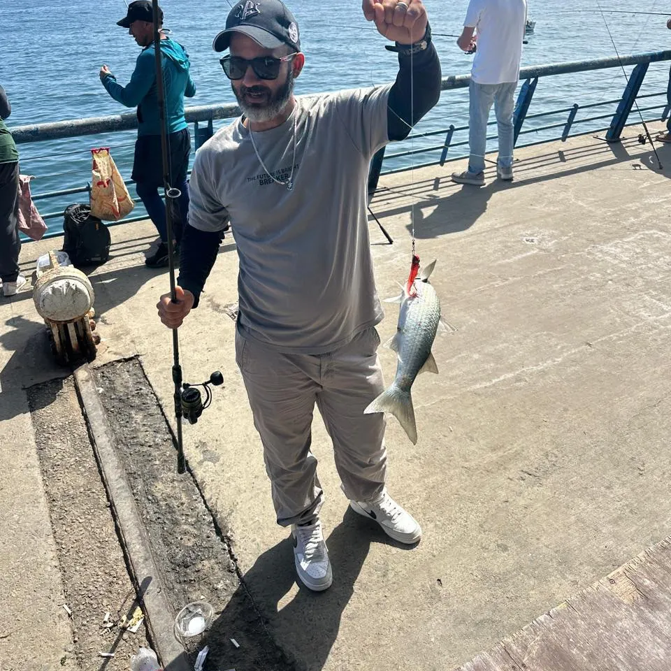 The most recent Lebranche mullet catches on Fishbrain
