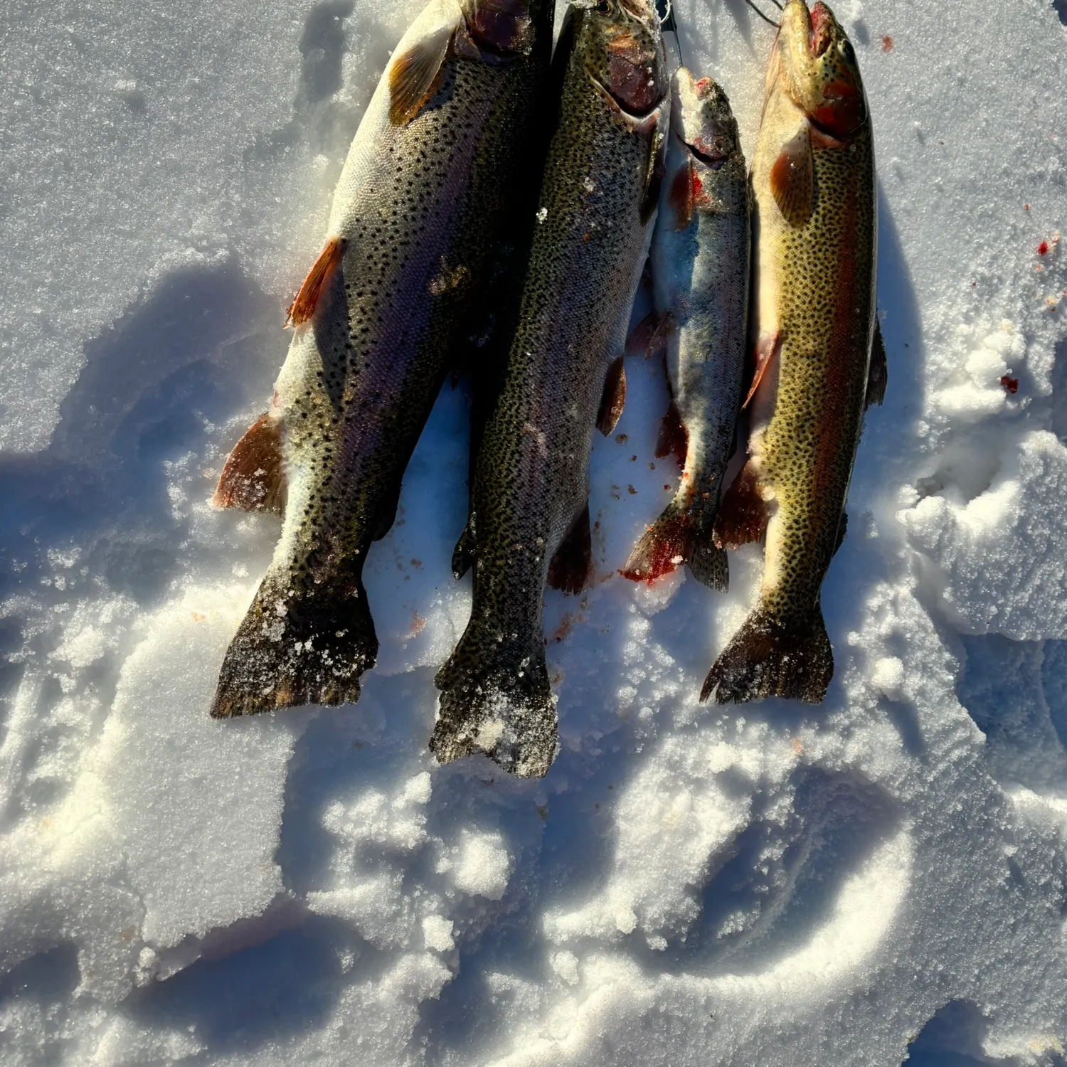 recently logged catches