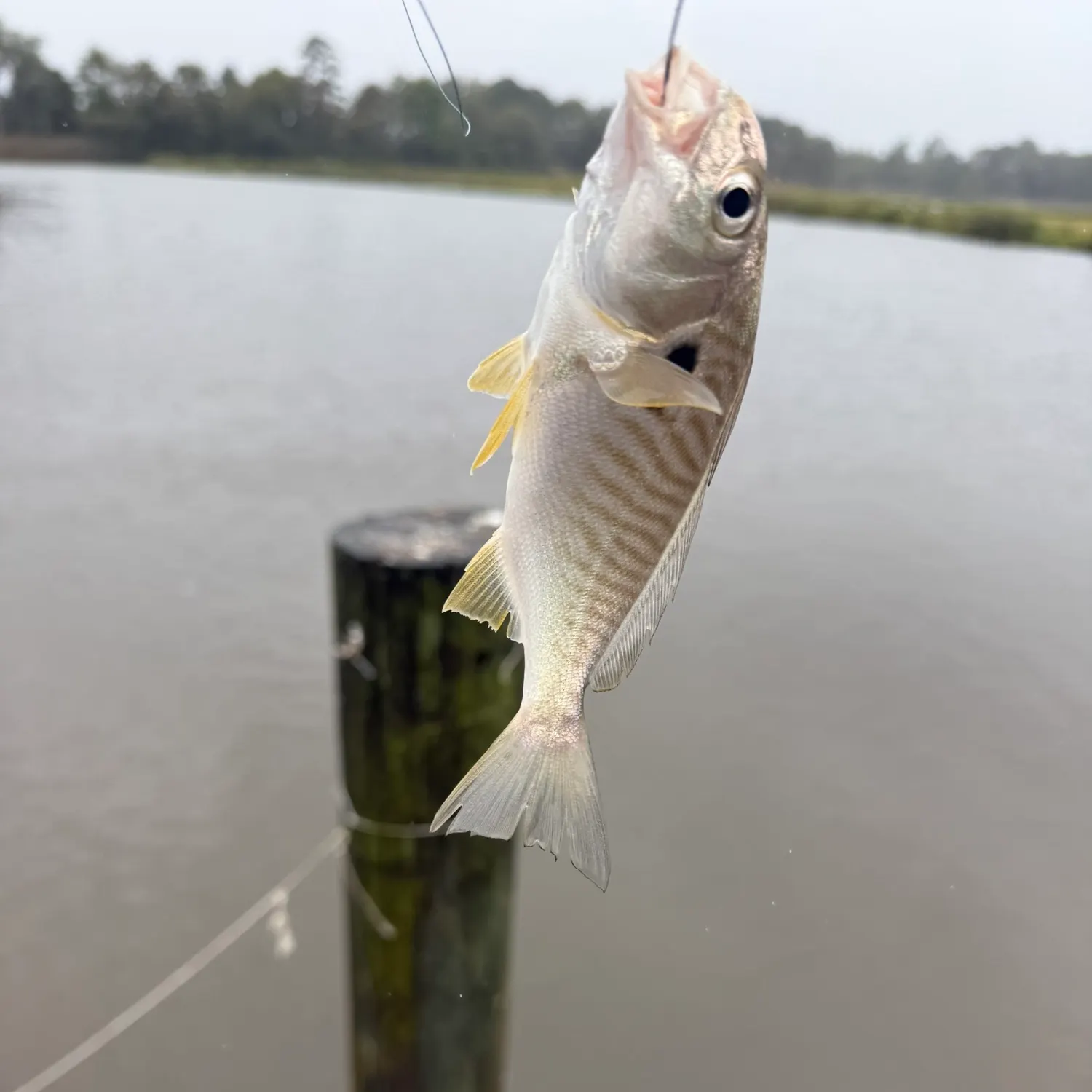 Spot croaker caught on Fishbrain