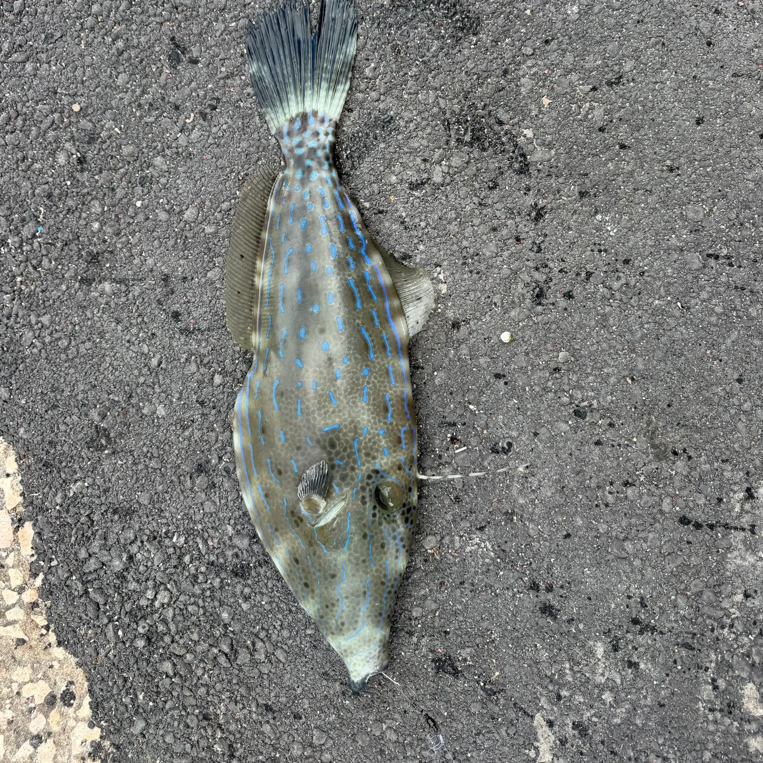 The most recent Scrawled filefish catches on Fishbrain