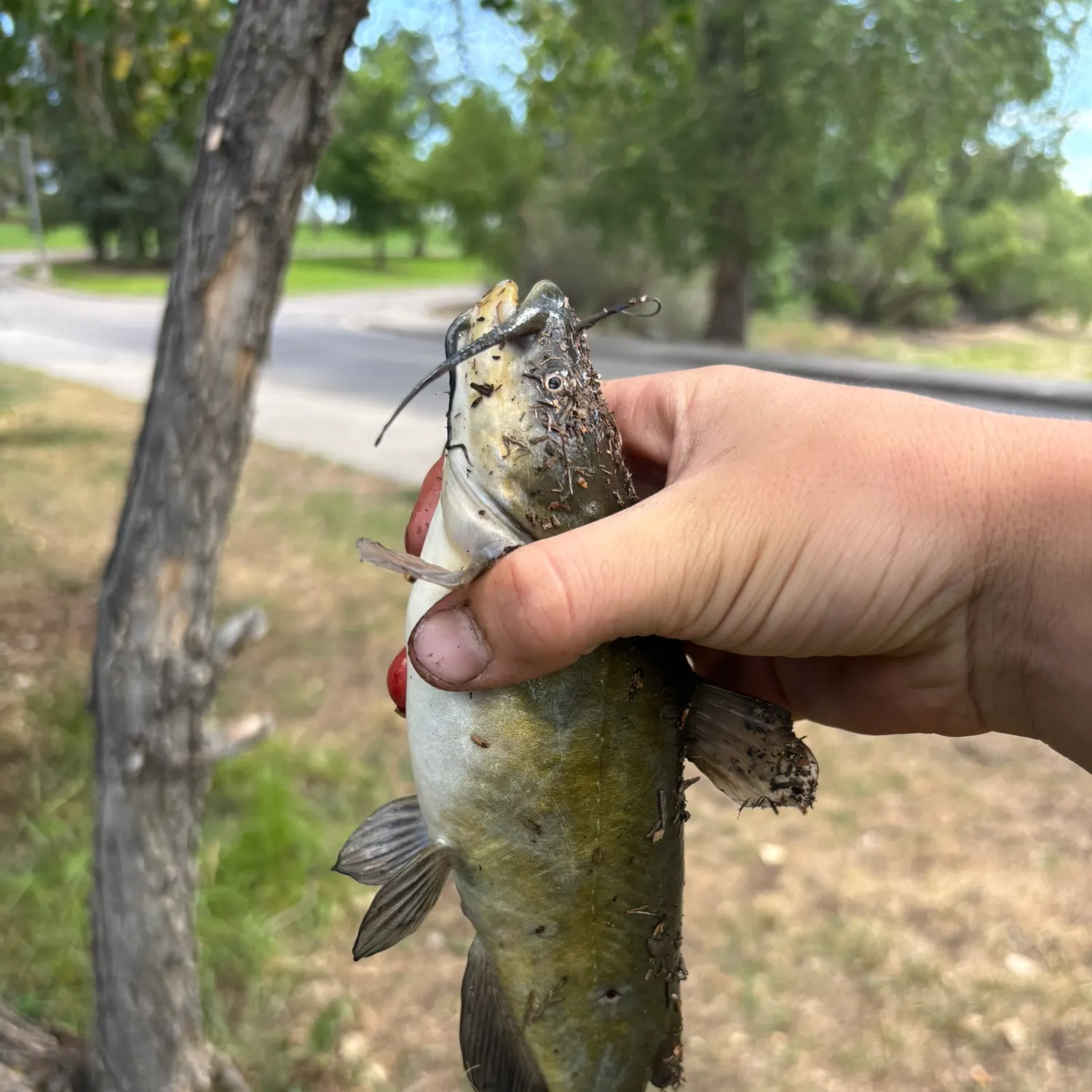 Yellow bullhead caught on Fishbrain