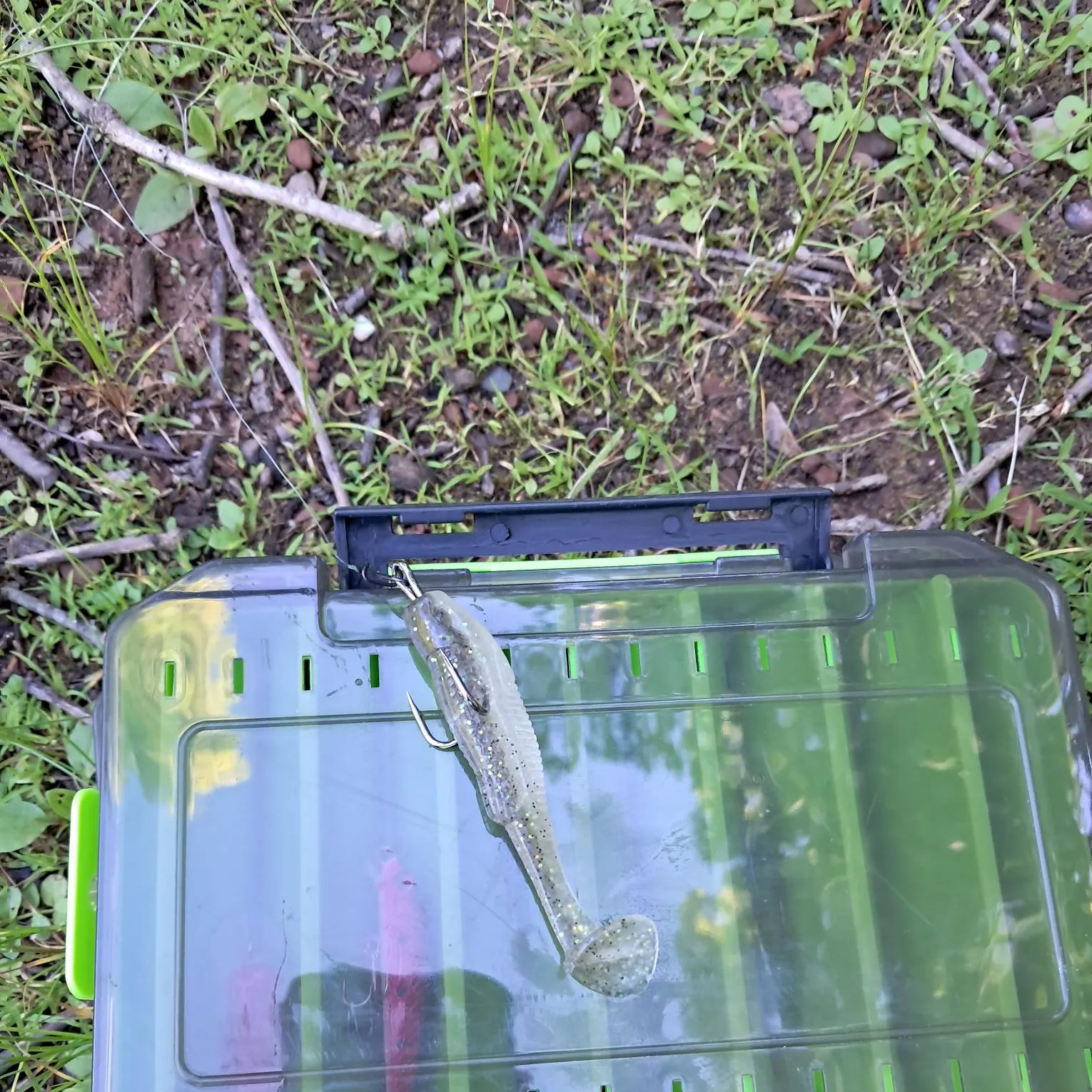 The most recent American eel catches on Fishbrain
