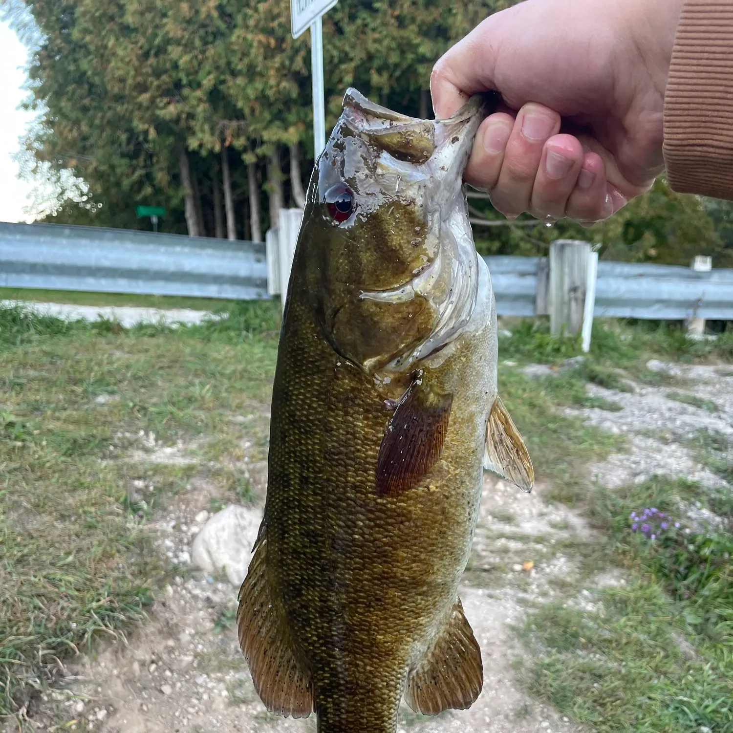 Smallmouth bass caught on Fishbrain