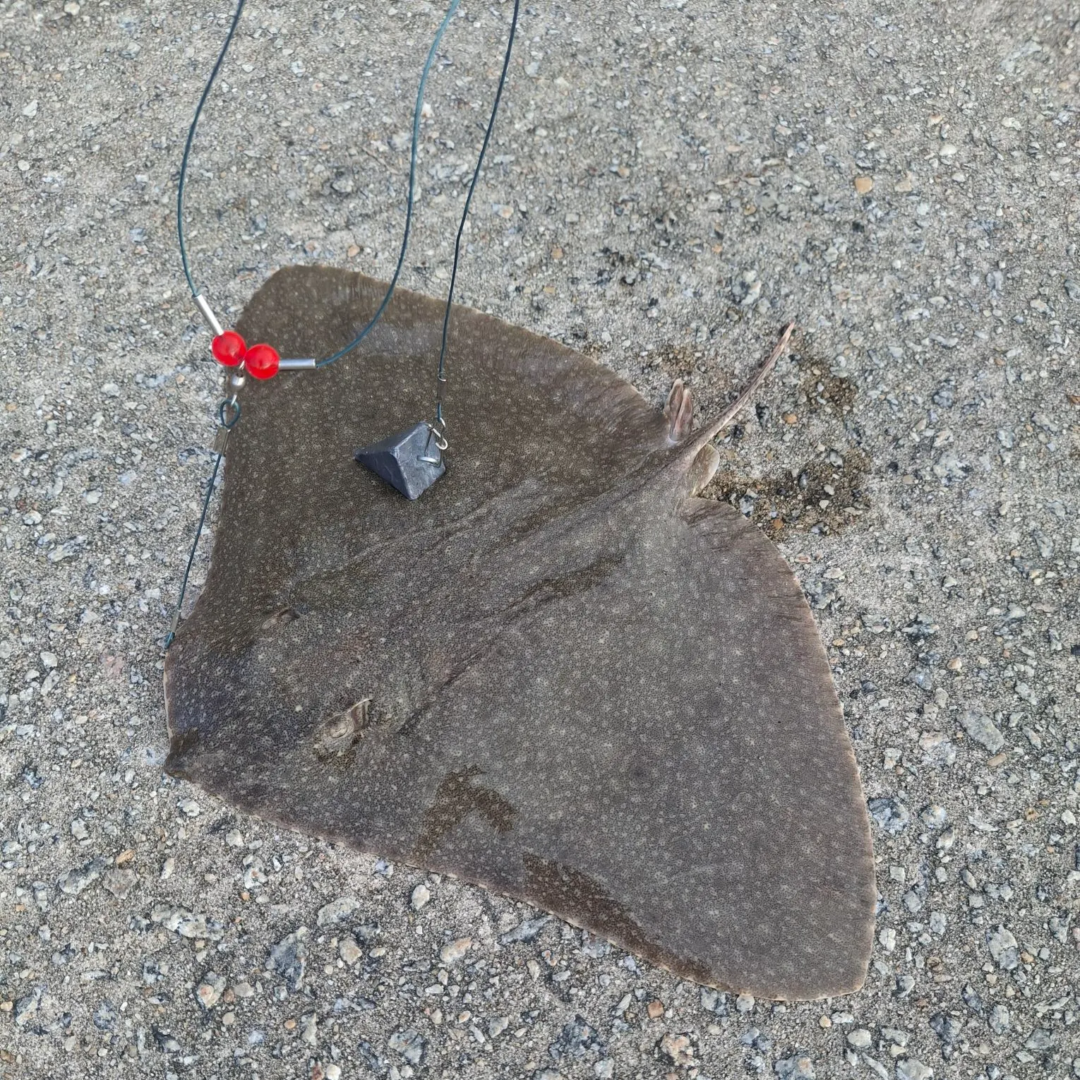 The most recent Backwater butterfly ray catches on Fishbrain