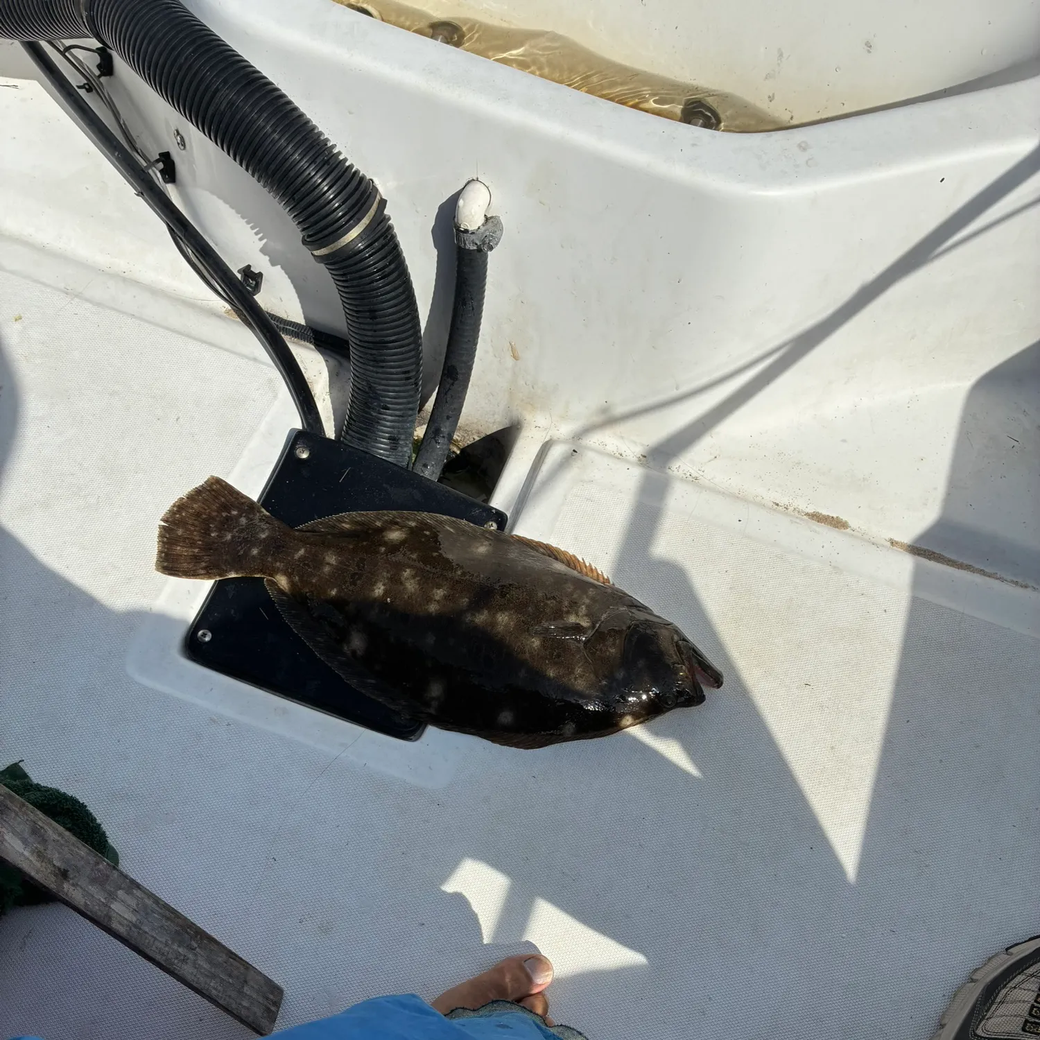 Summer flounder caught on Fishbrain