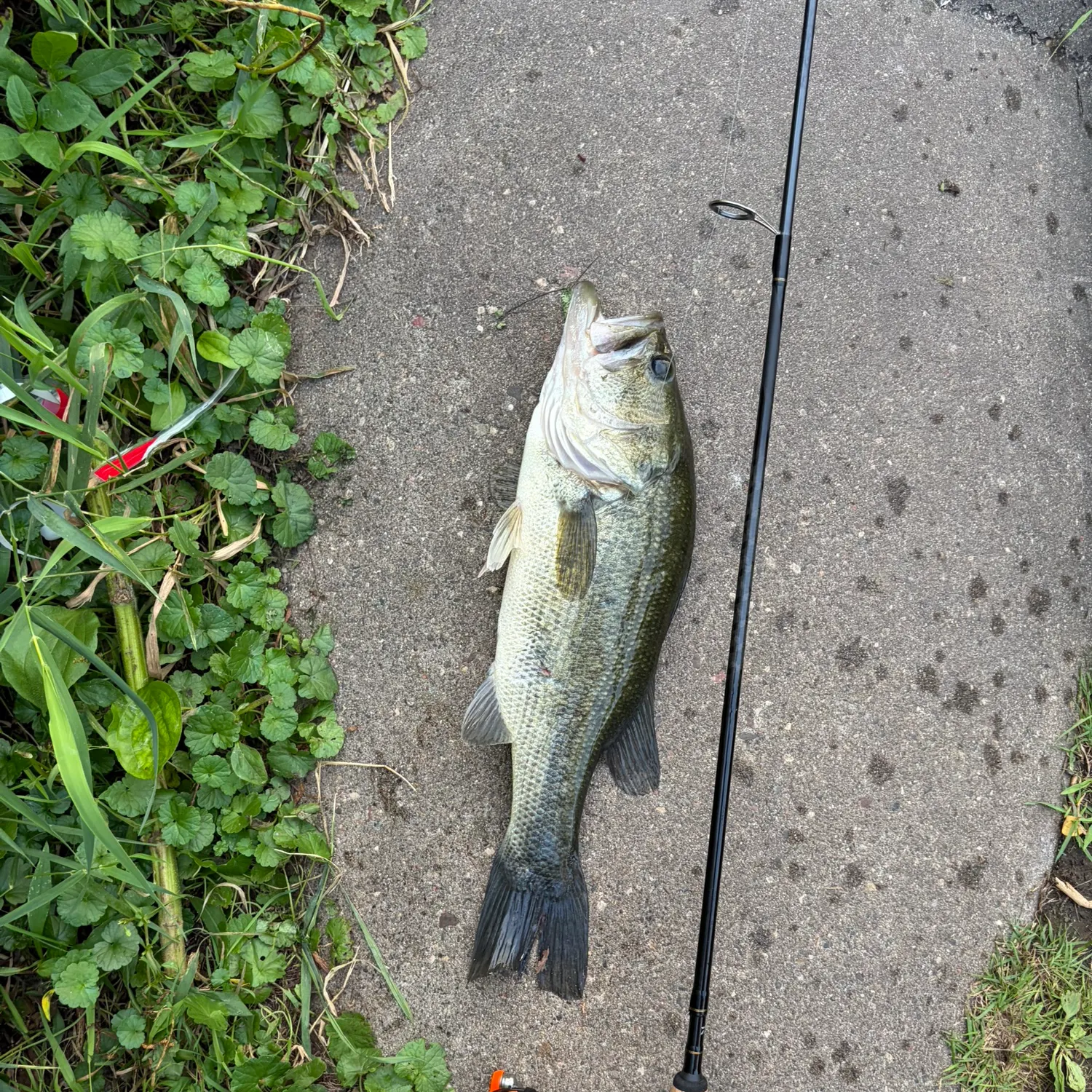 Largemouth bass caught on Fishbrain