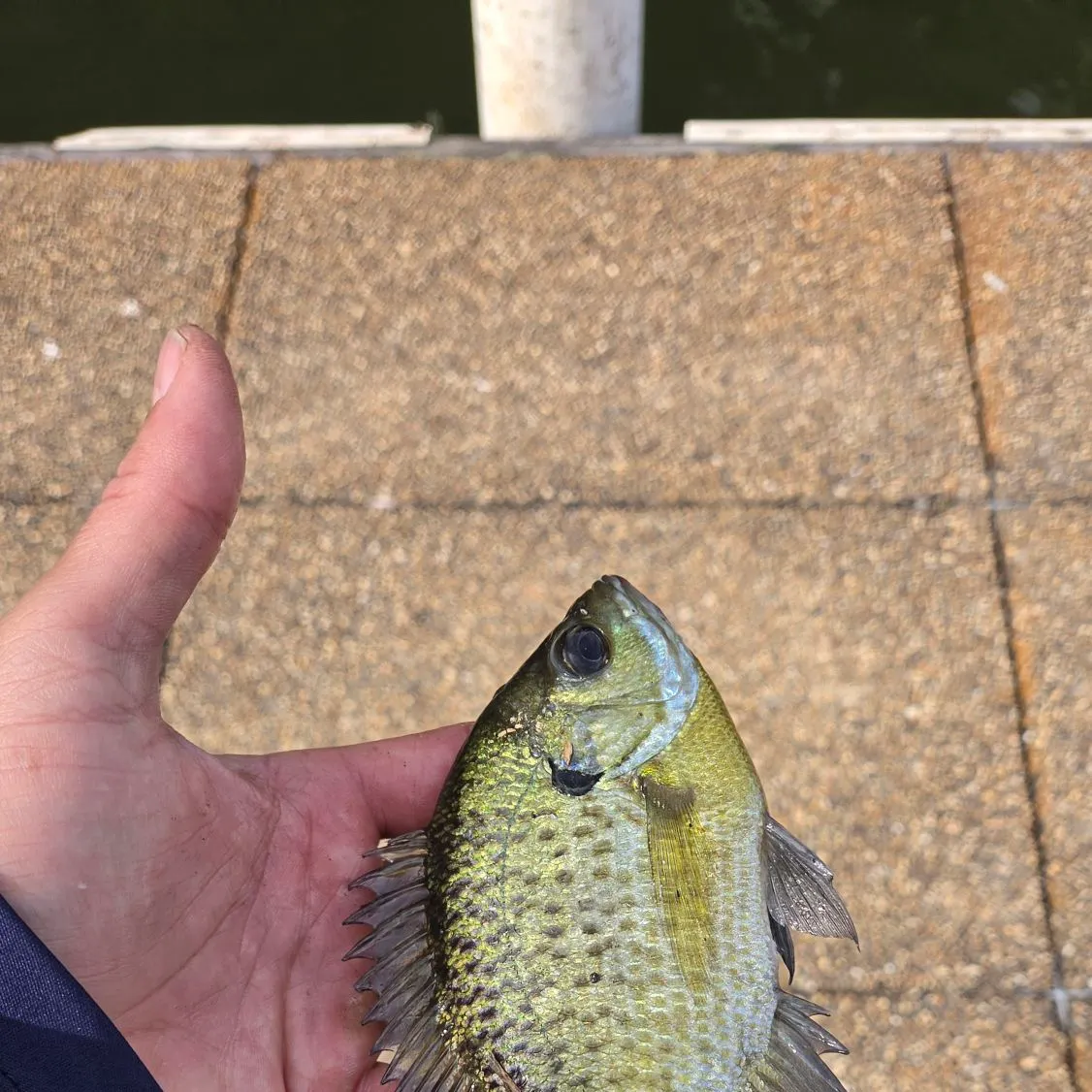 Bluegill caught on Fishbrain