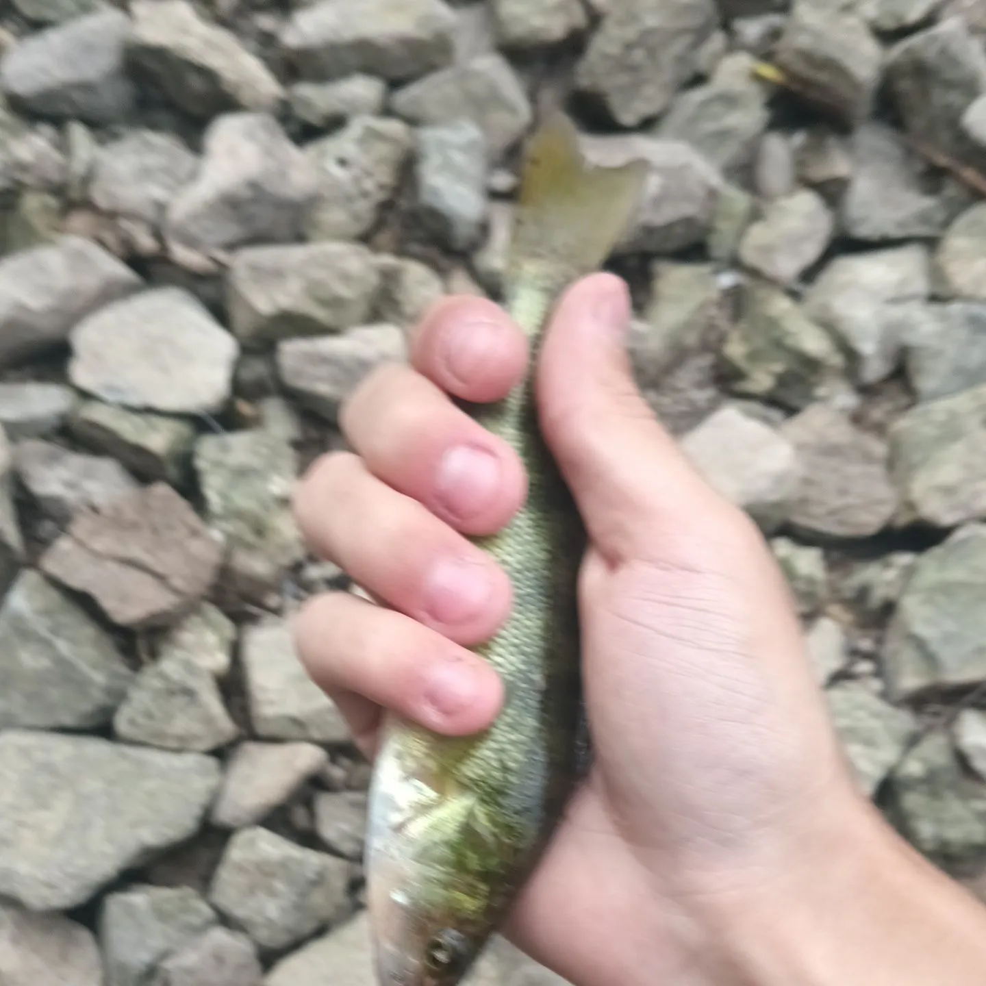 Yellow perch caught on Fishbrain