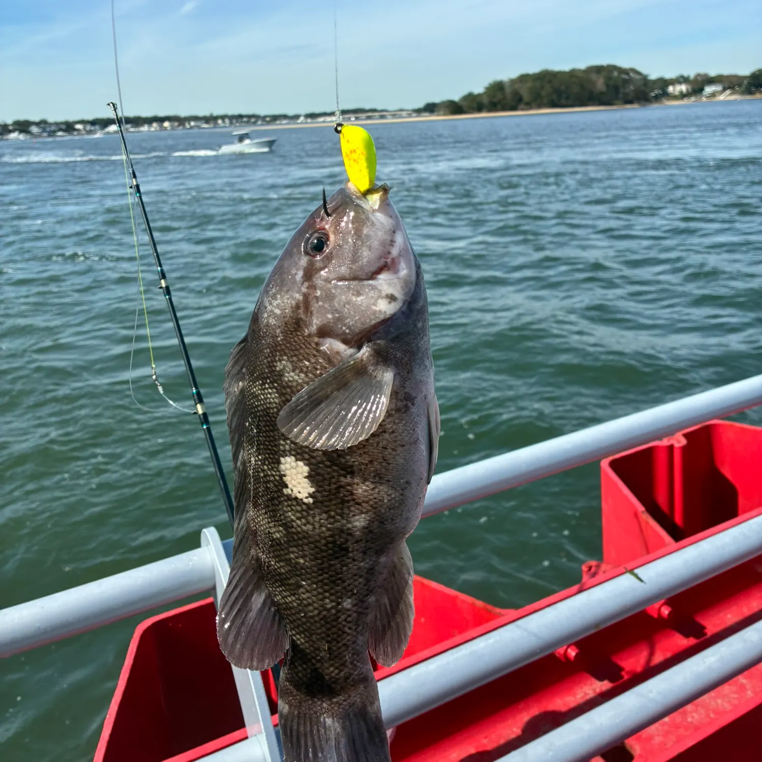 Tautog caught on Fishbrain