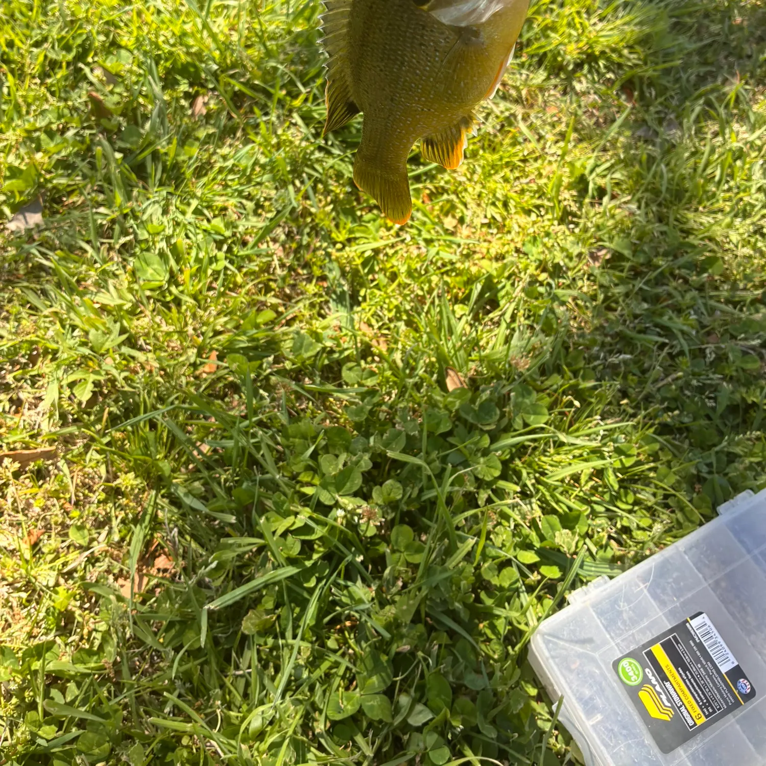 Green sunfish caught on Fishbrain