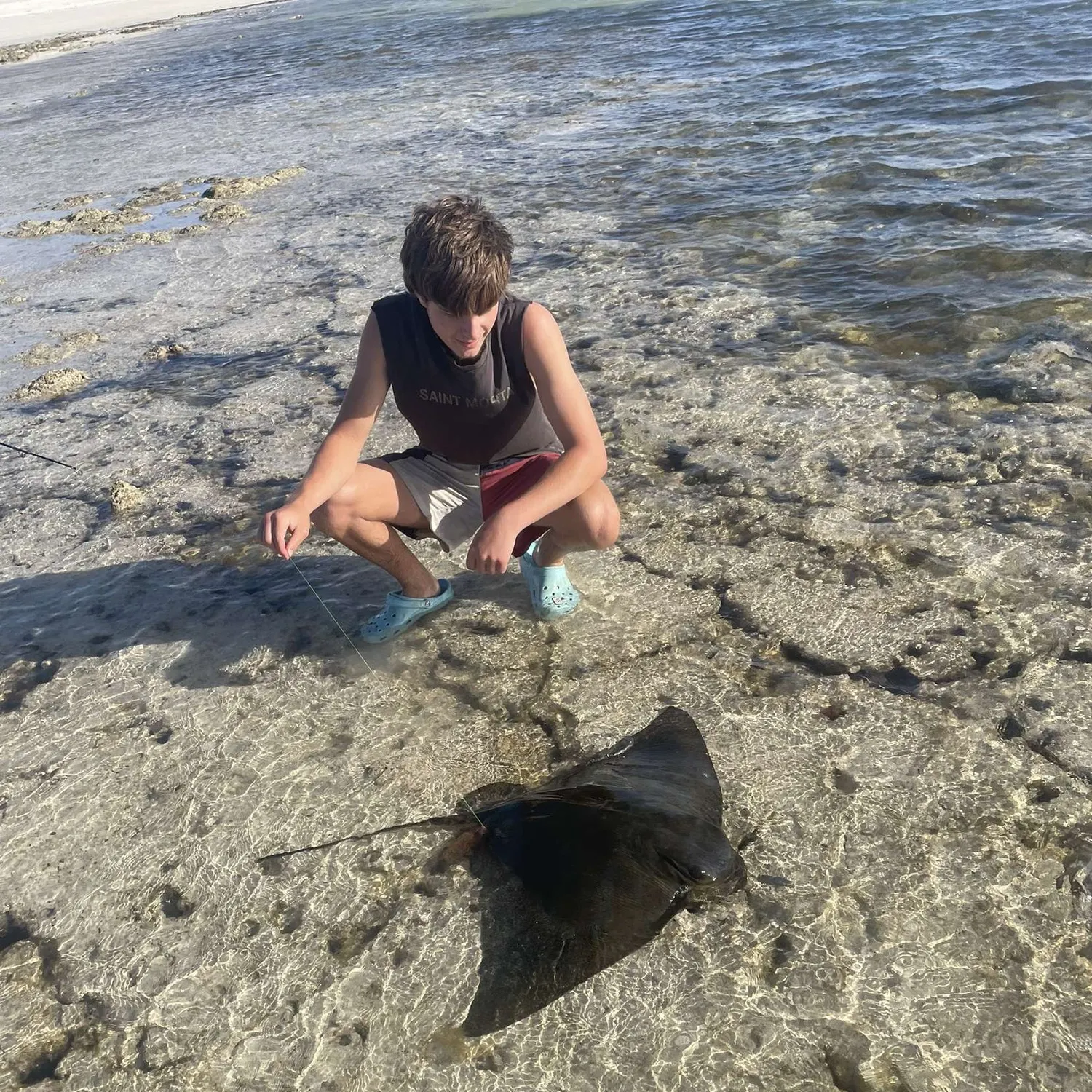 The most recent Australian bull ray catches on Fishbrain