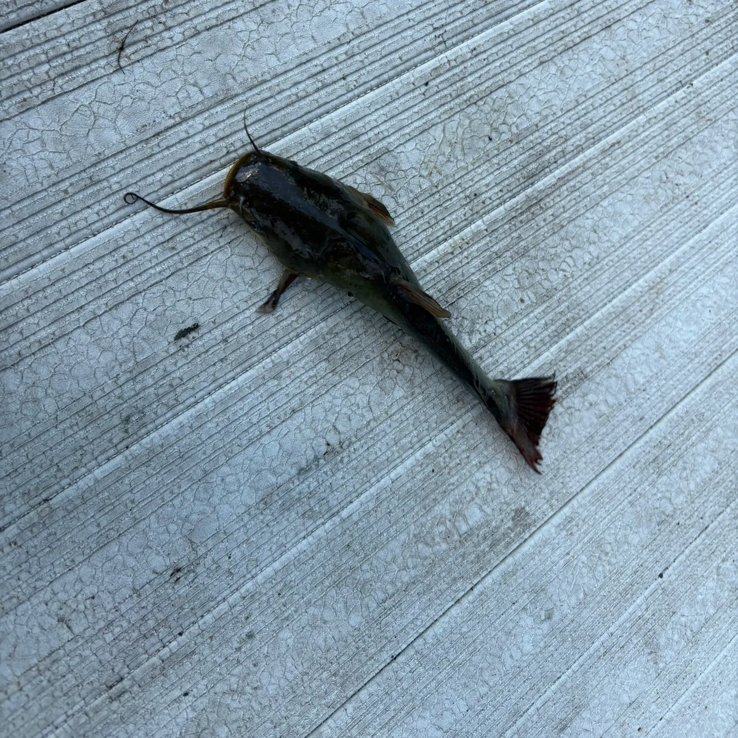 Fish caught on Fishbrain