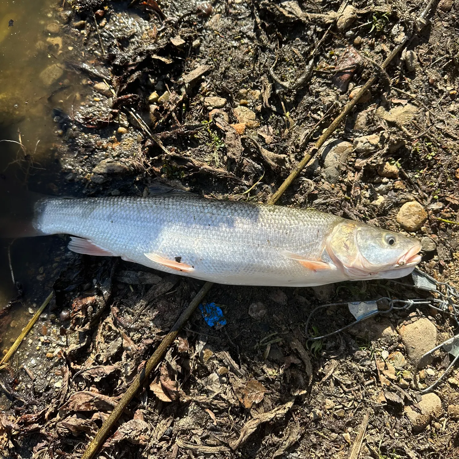 The most recent Colorado pikeminnow catches on Fishbrain