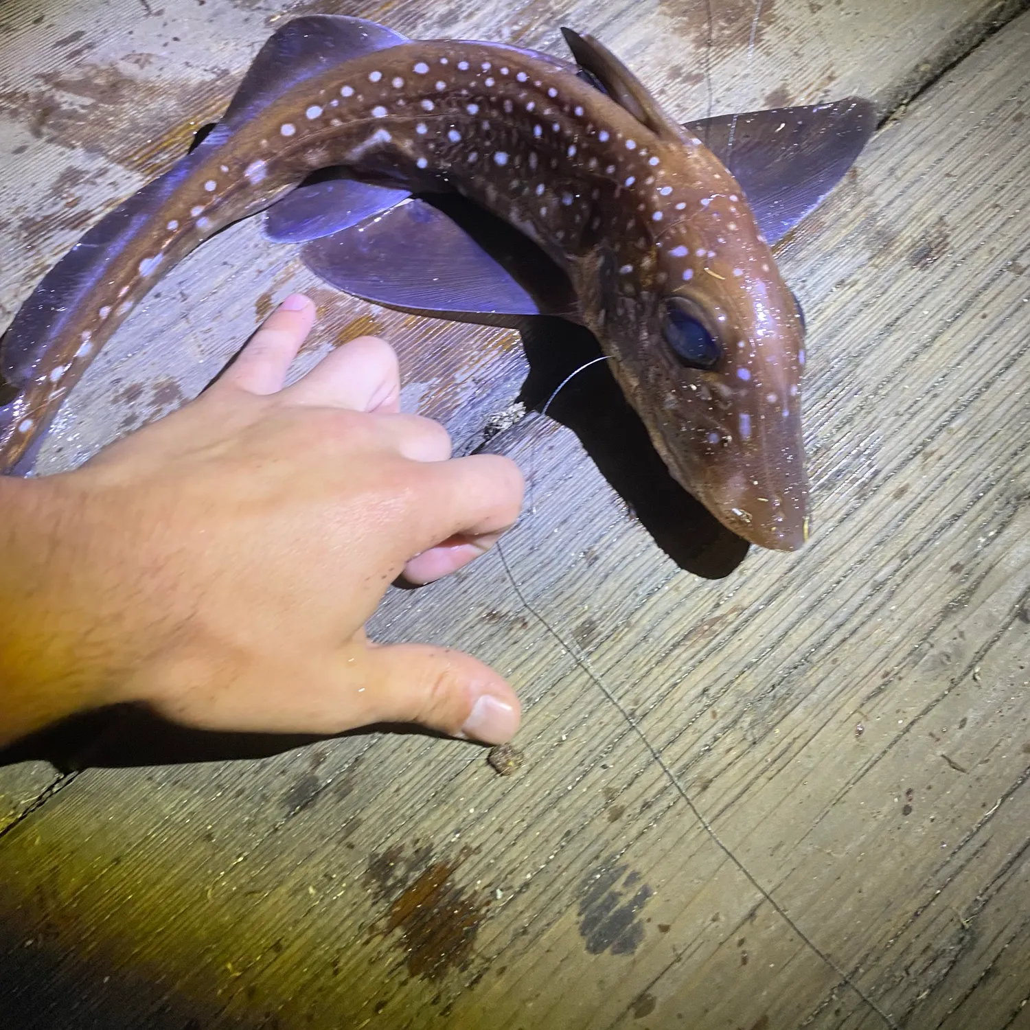 The most recent Spotted ratfish catches on Fishbrain