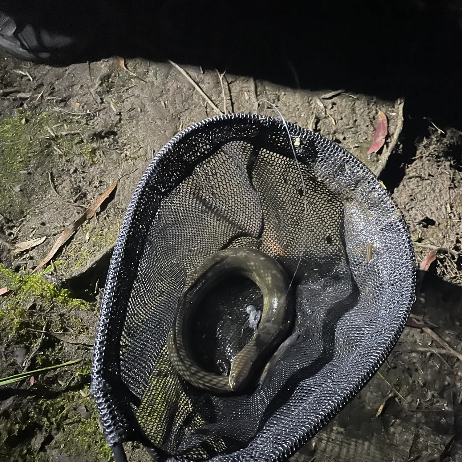 Common pike conger caught on Fishbrain