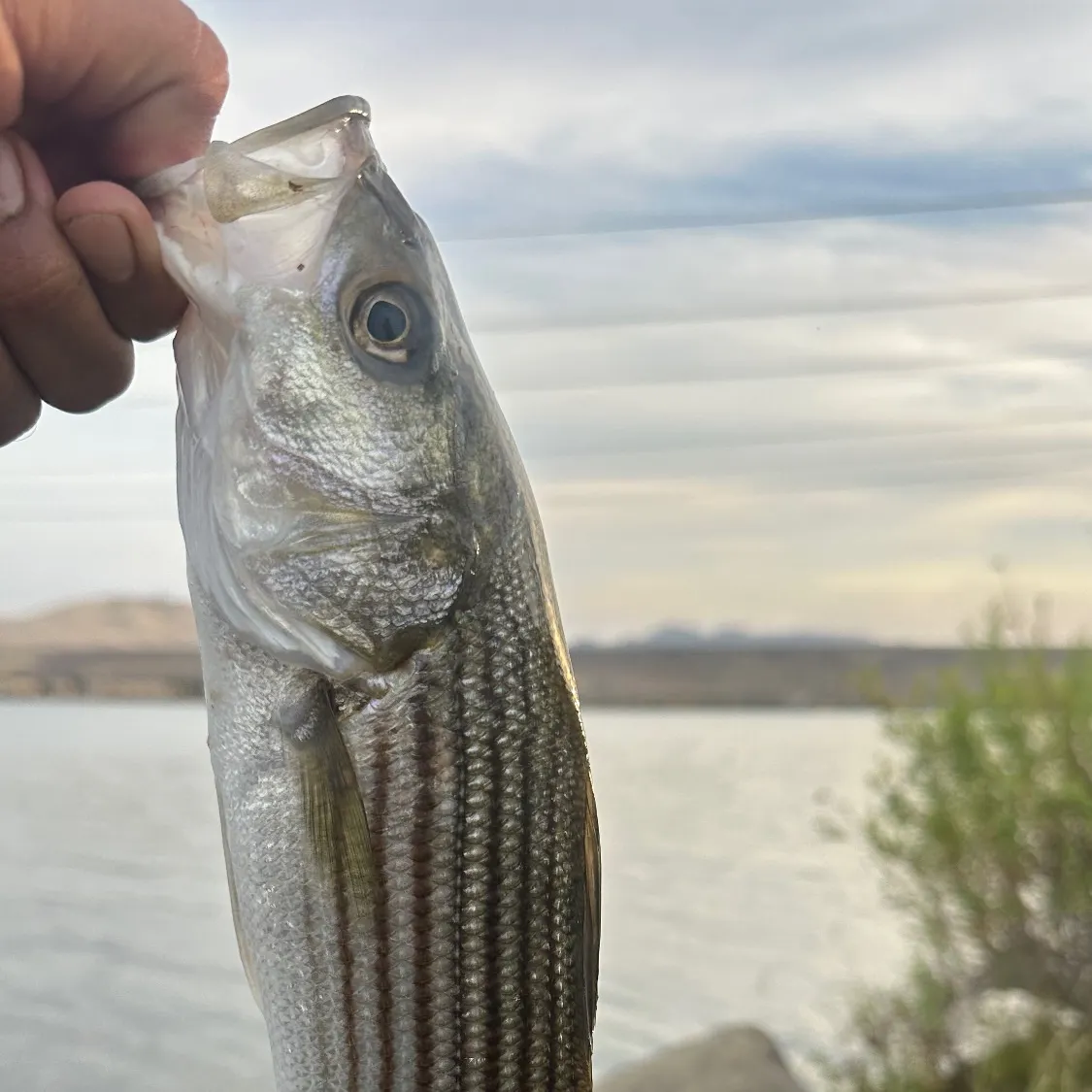 Striped bass caught on Fishbrain