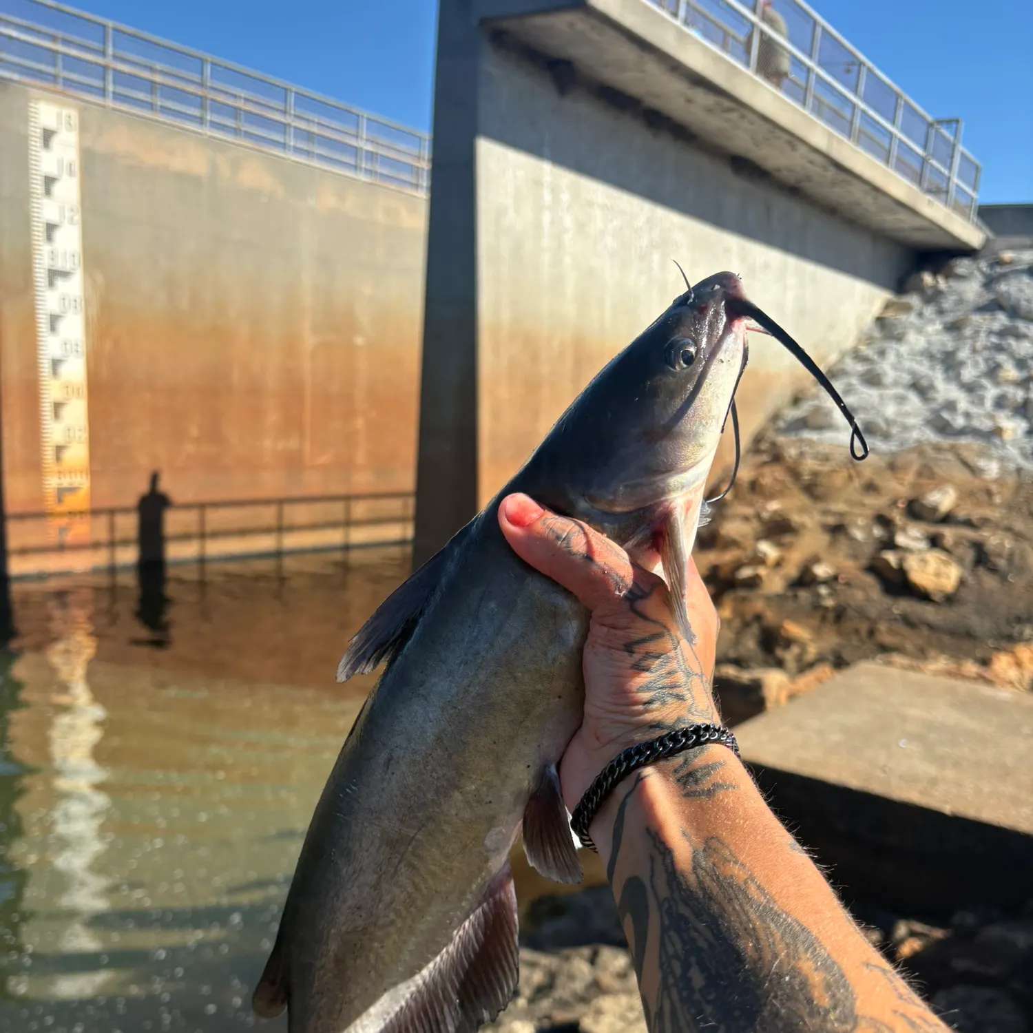 Channel catfish caught on Fishbrain