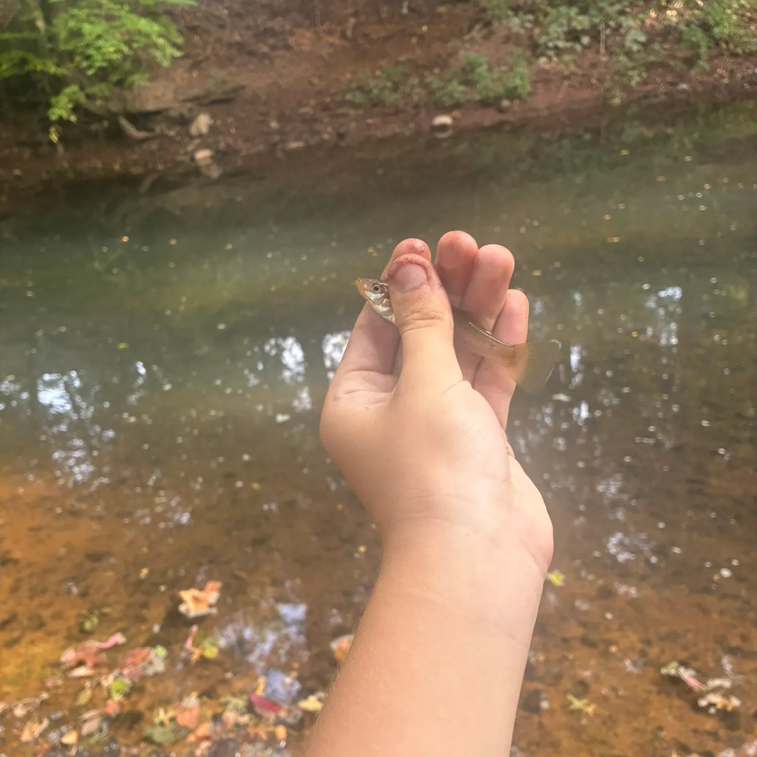 The most recent Banded killifish catches on Fishbrain