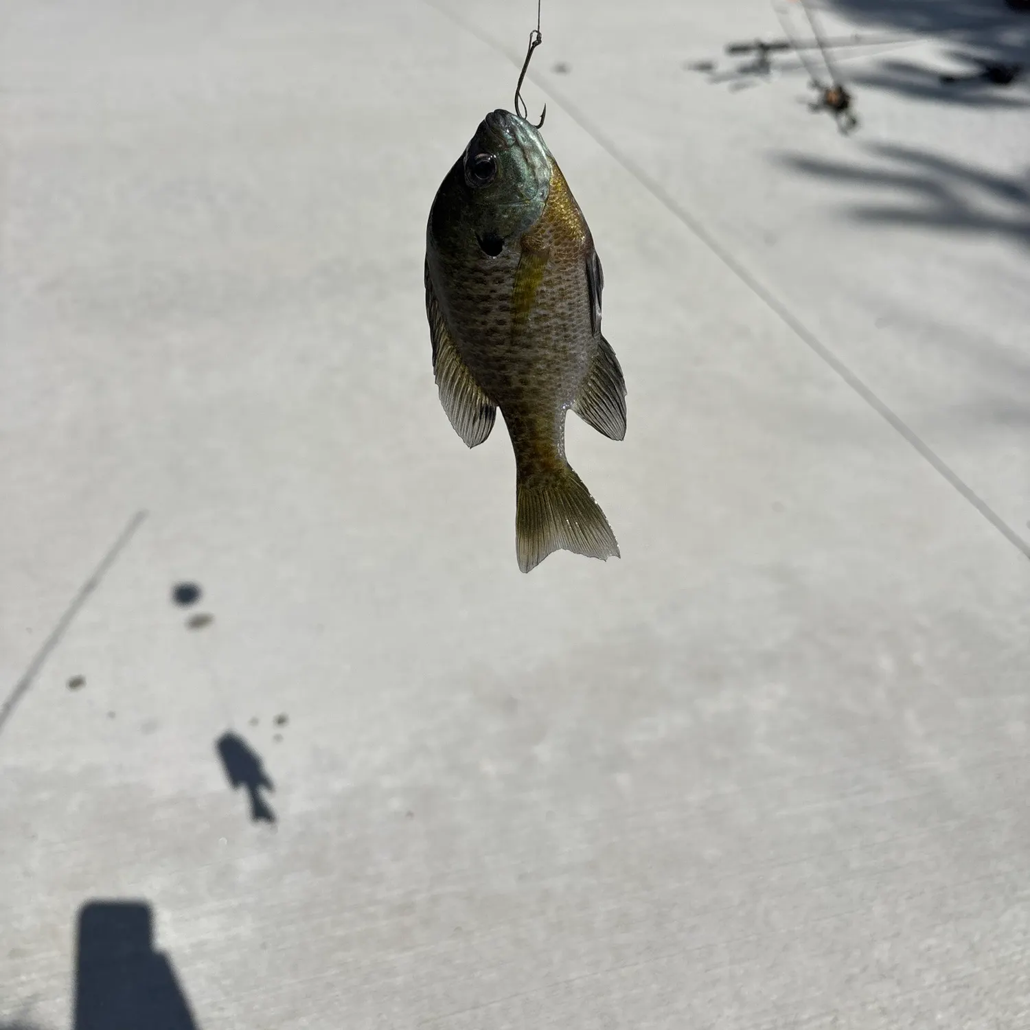 Bluegill caught on Fishbrain