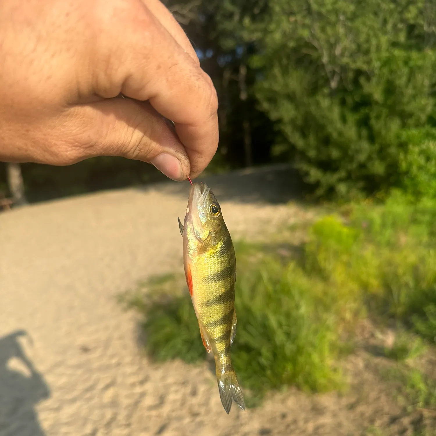 catch