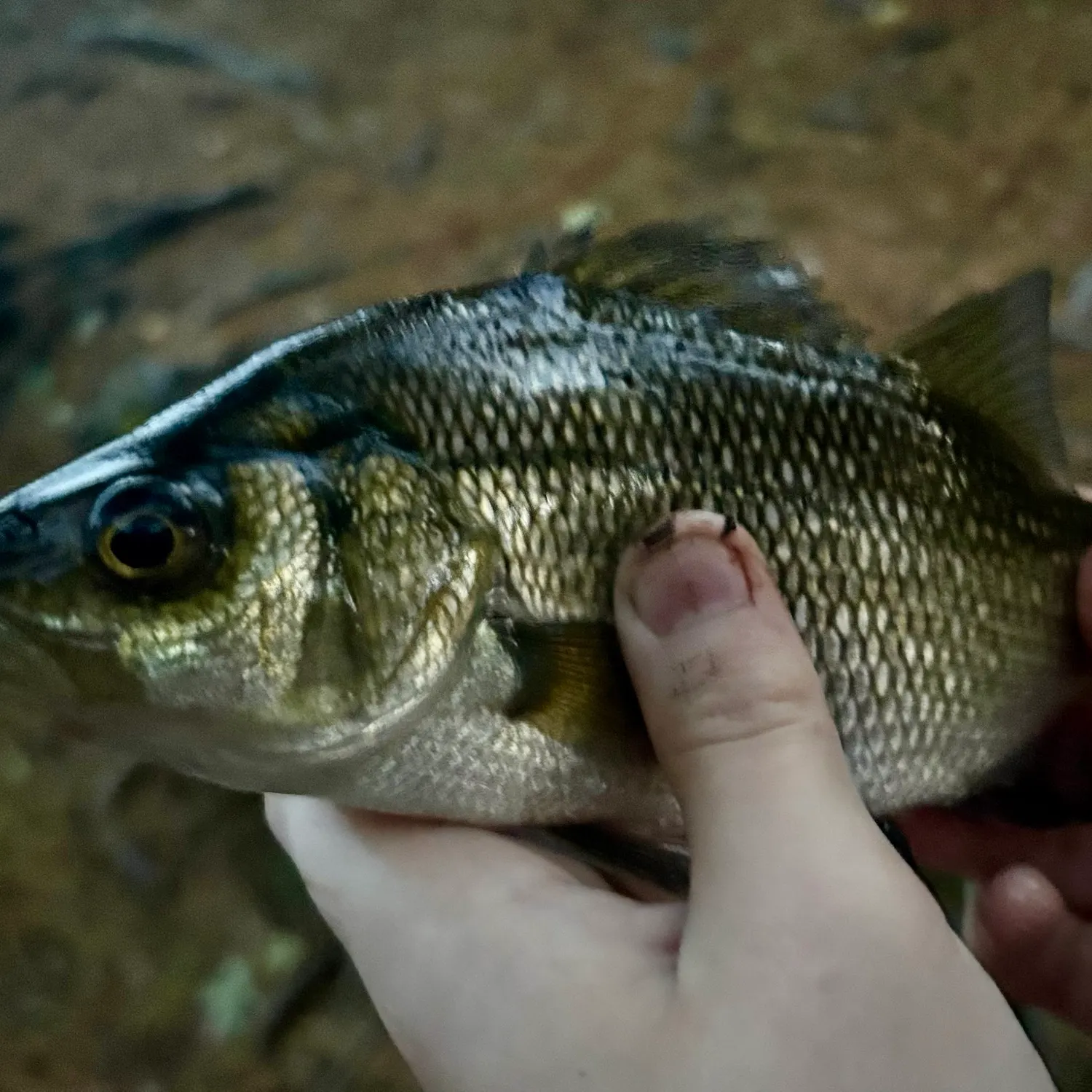 White perch caught on Fishbrain