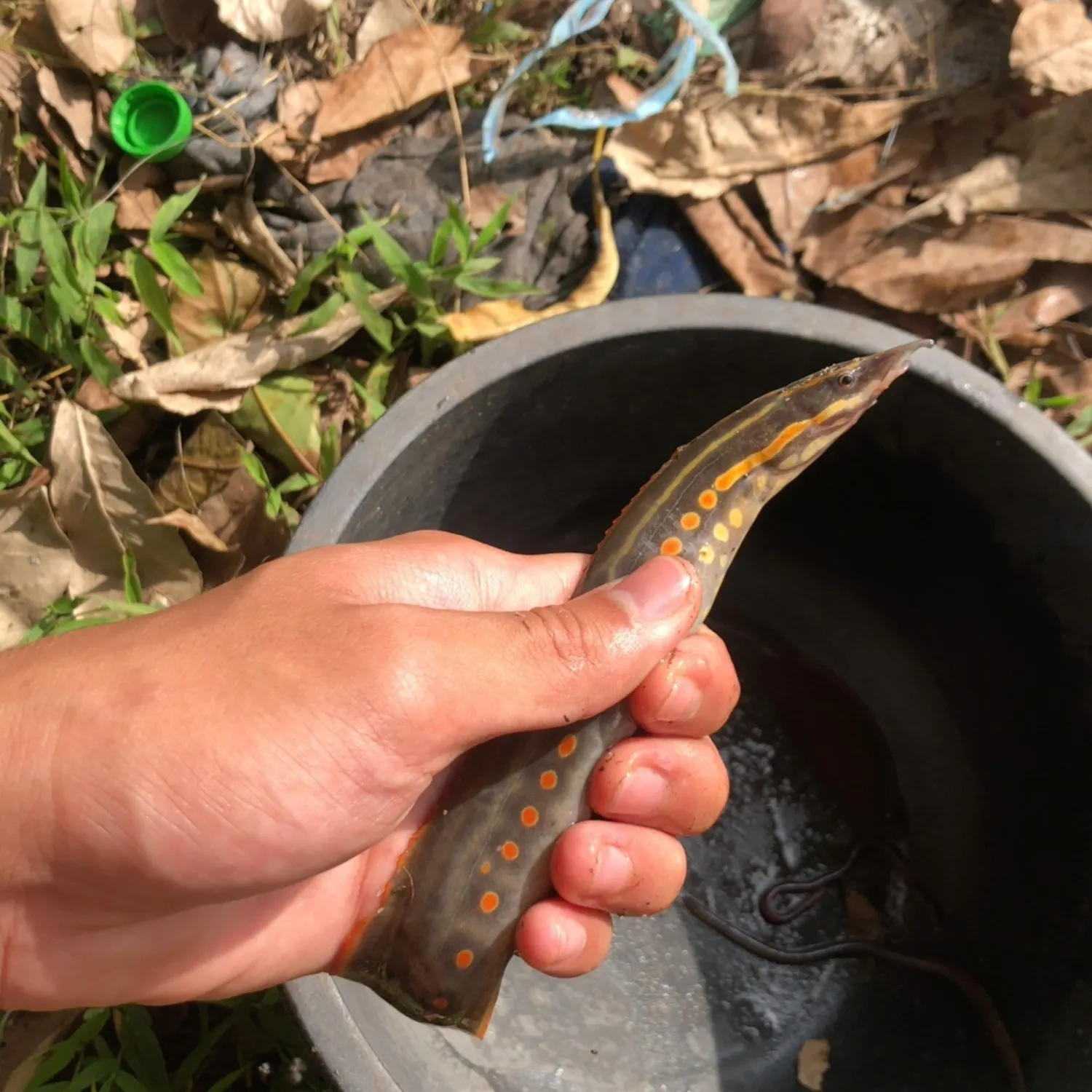 The most recent Spiny spotfin eel catches on Fishbrain