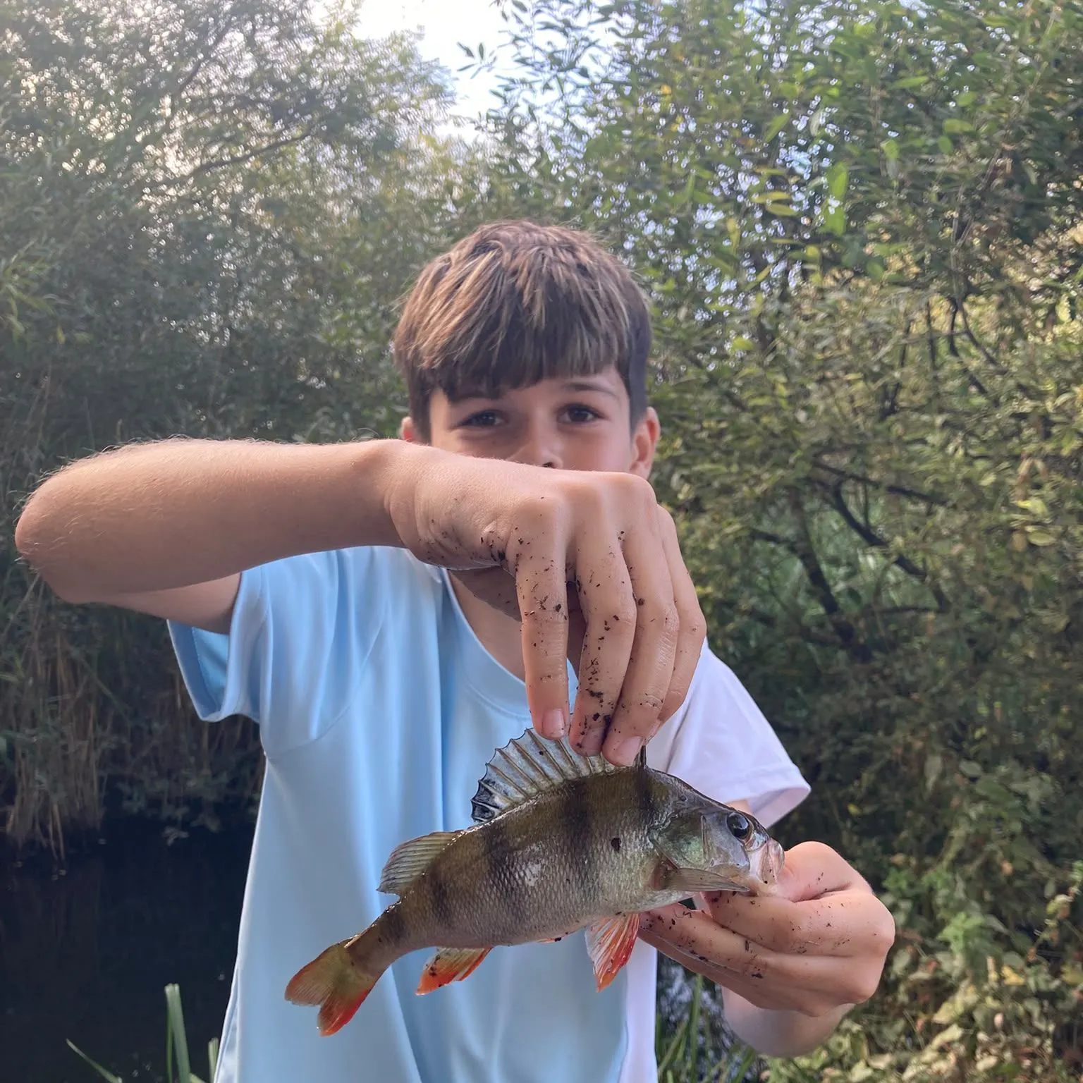 European perch caught on Fishbrain