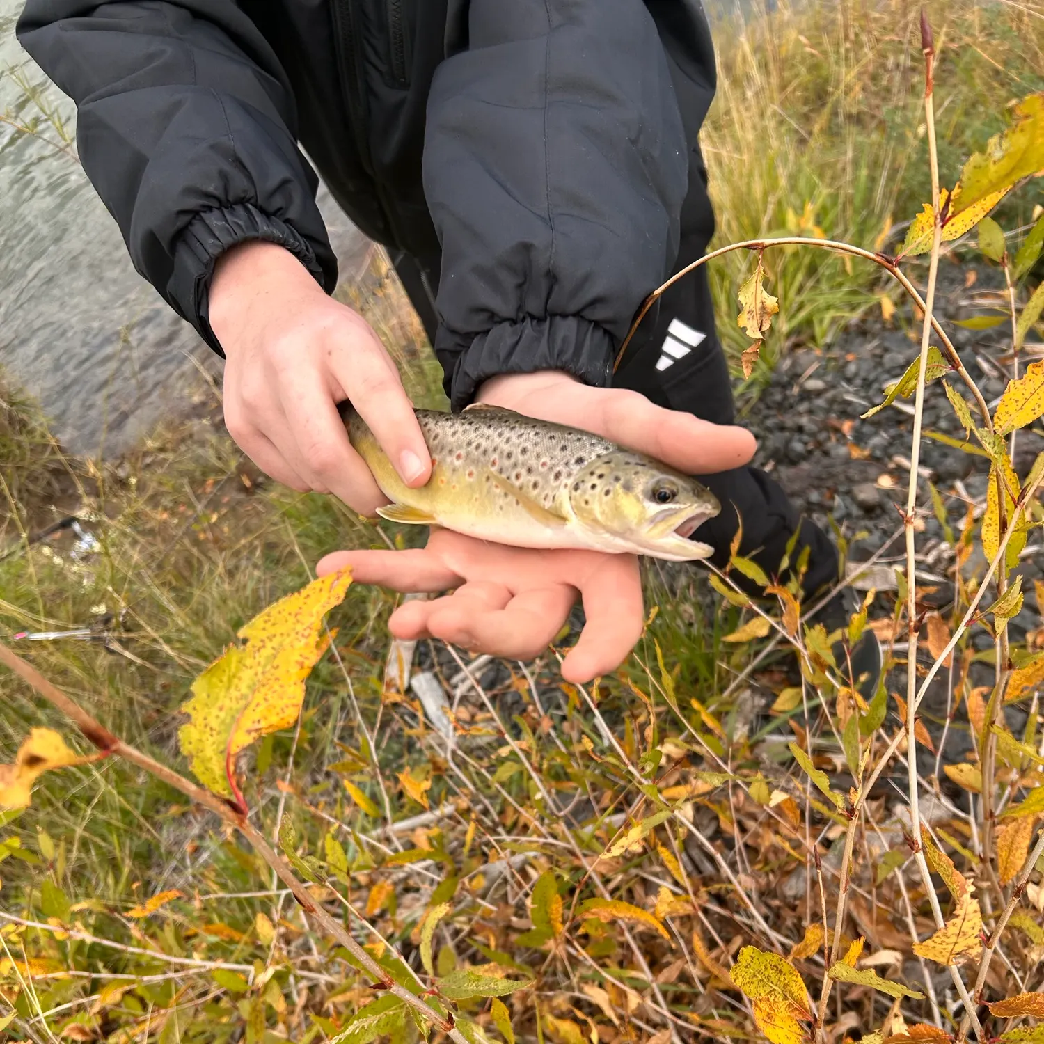 Brown trout caught on Fishbrain