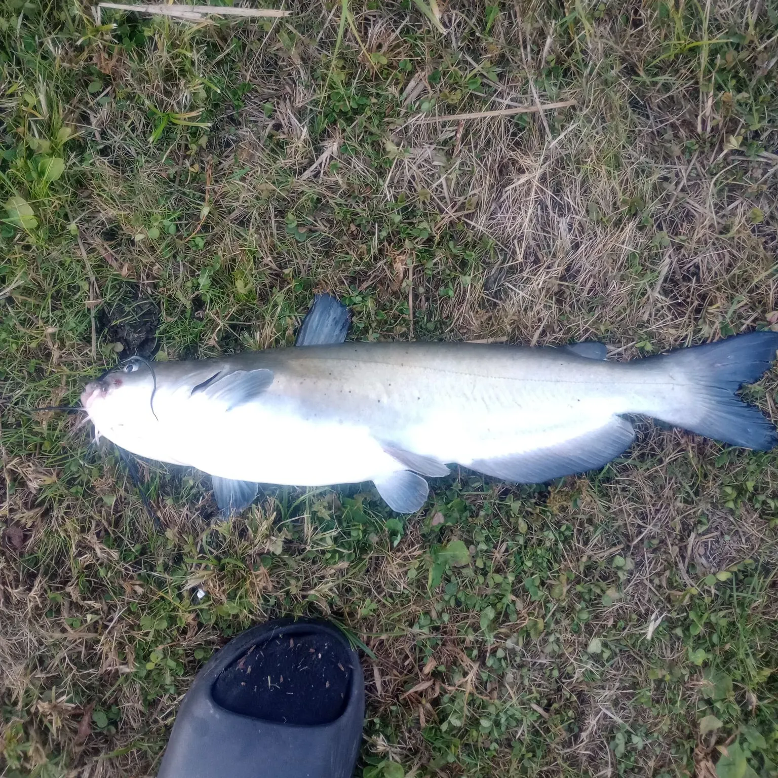 Channel catfish caught on Fishbrain