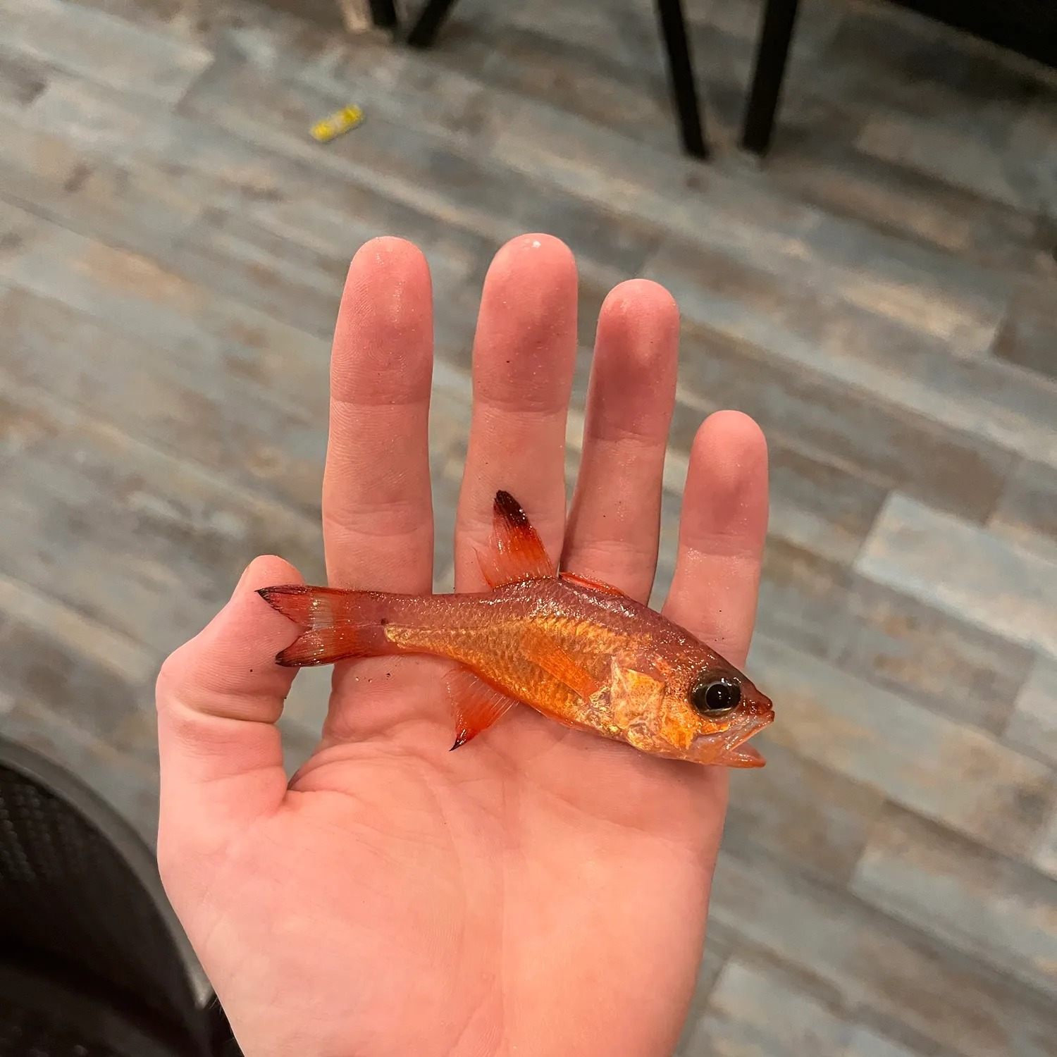 The most recent Mediterranean cardinalfish catches on Fishbrain