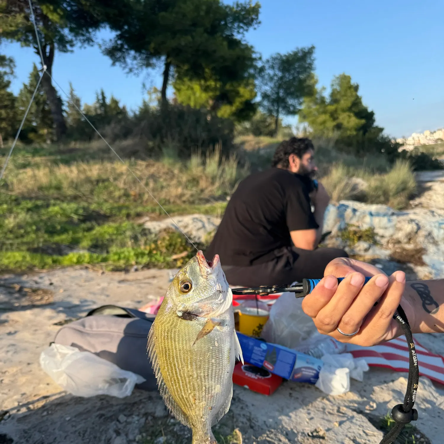 The most recent Gilthead seabream catches on Fishbrain