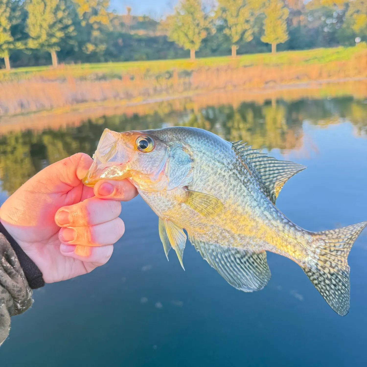 Black crappie caught on Fishbrain