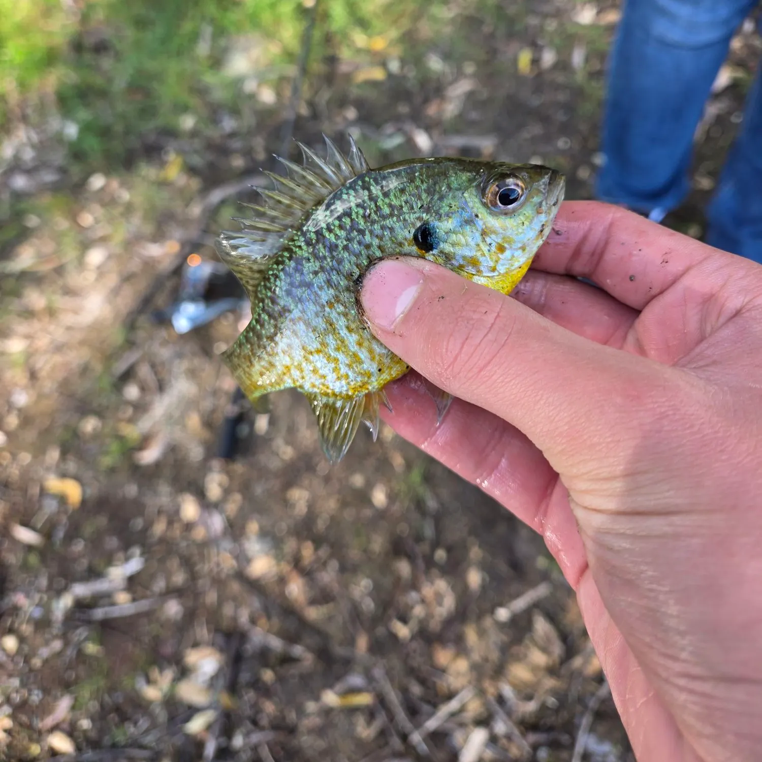 Pumpkinseed caught on Fishbrain