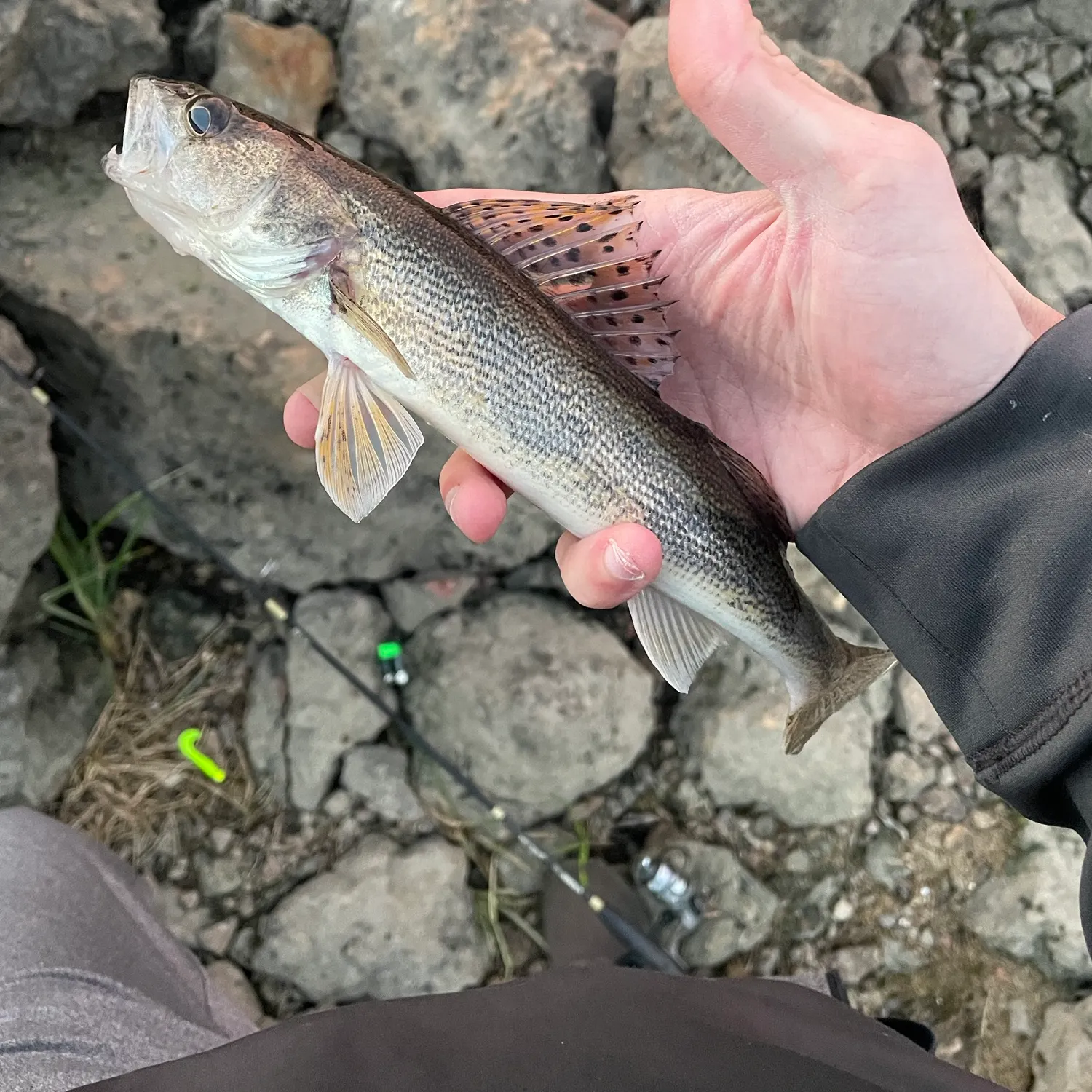 Sauger caught on Fishbrain
