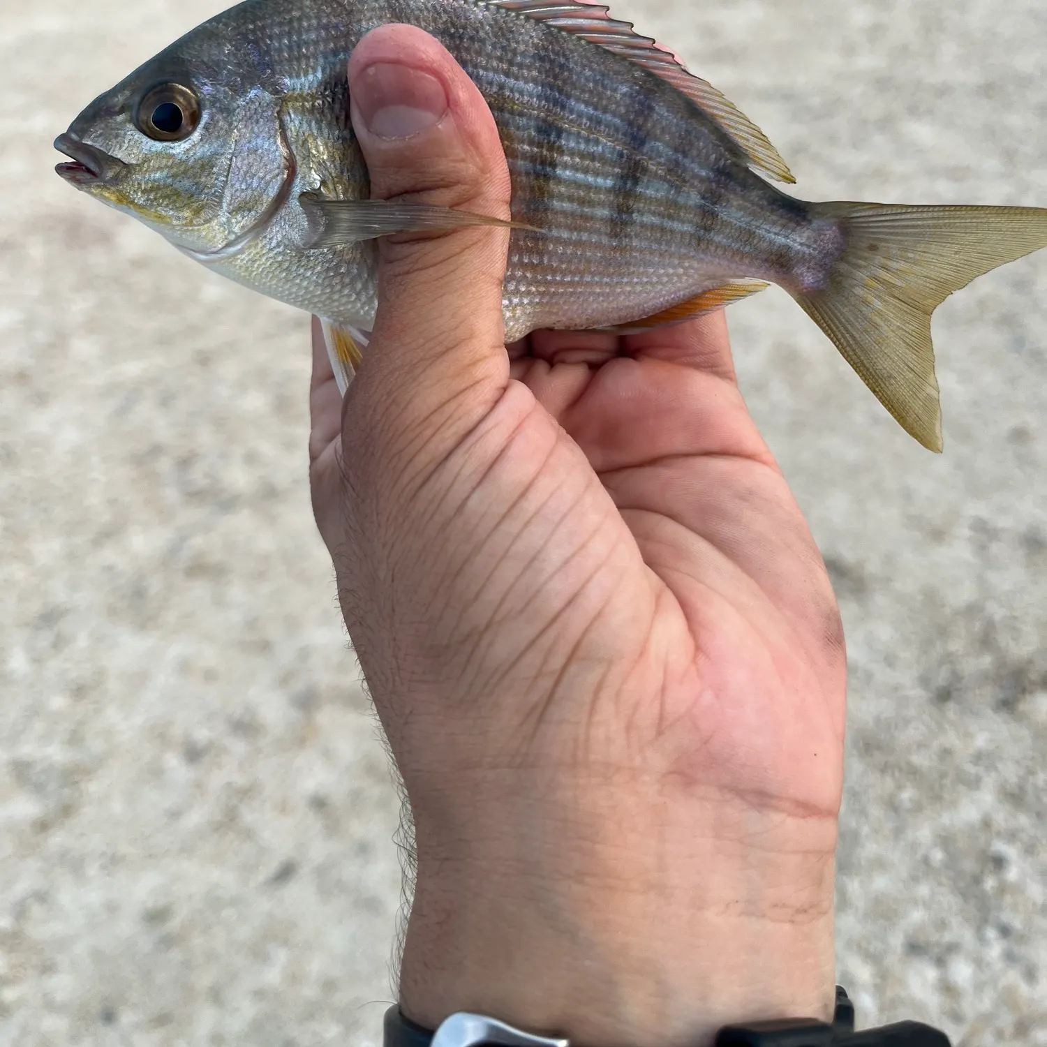 Pacific cubera snapper caught on Fishbrain