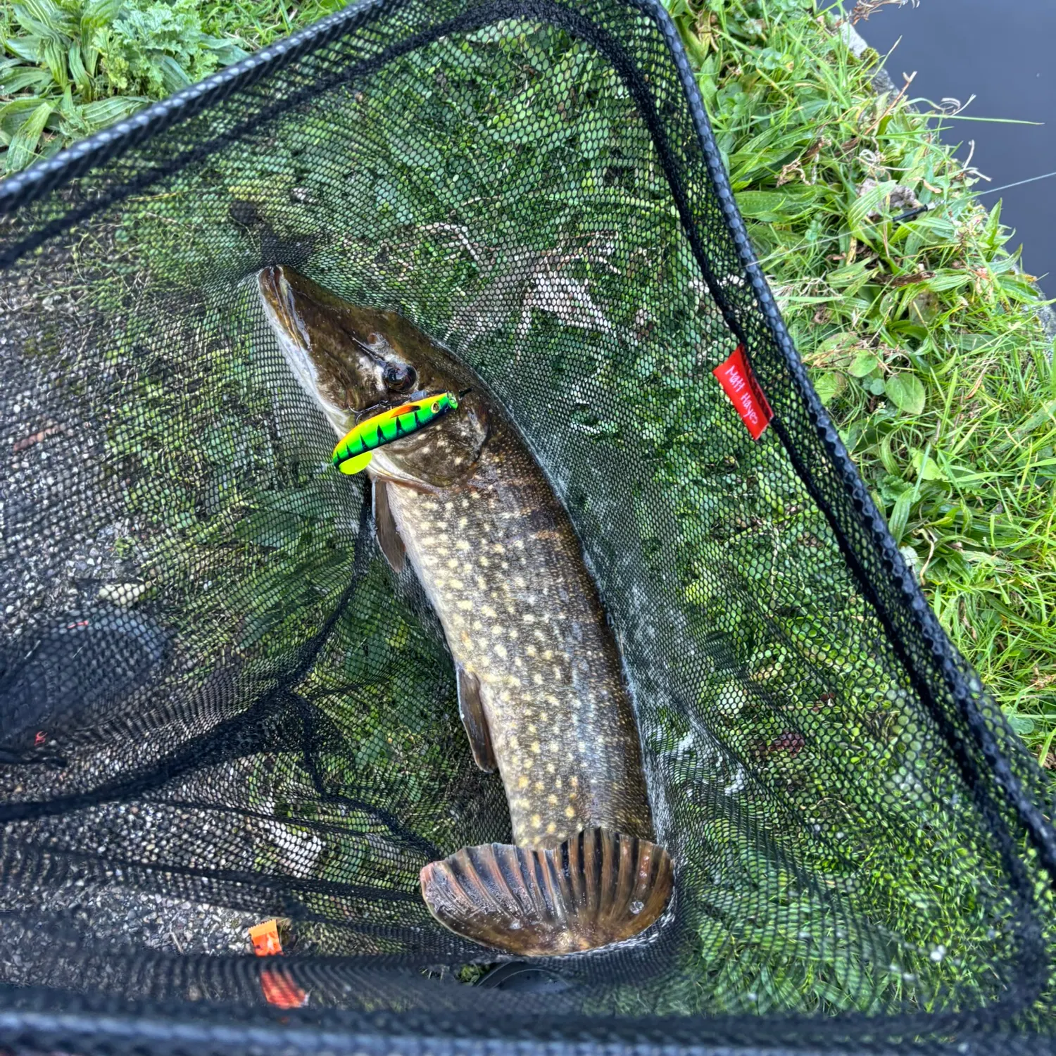 Northern pike caught on Fishbrain